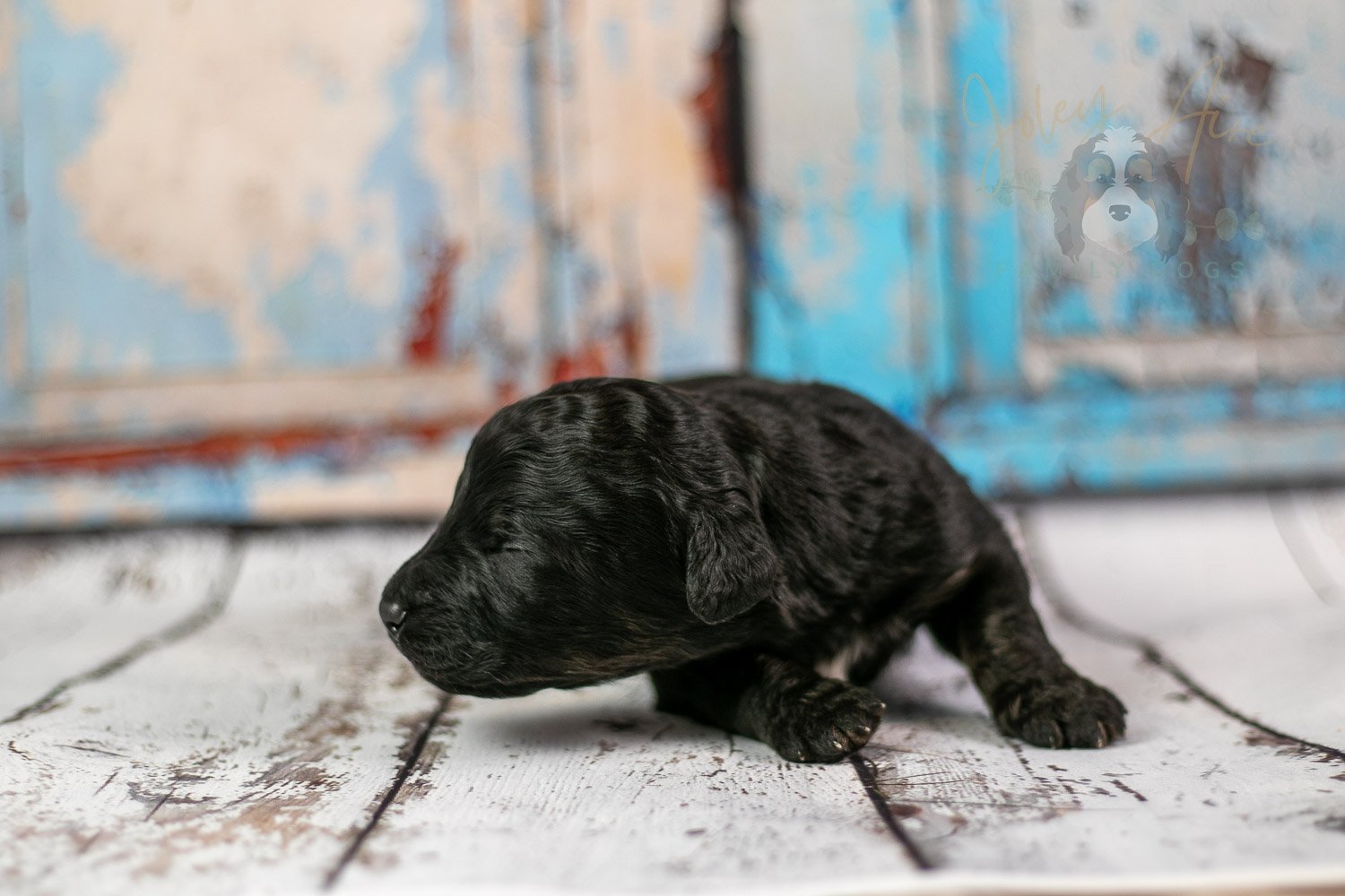 Andy Warhol Bernedoodle Puppy-218.jpg