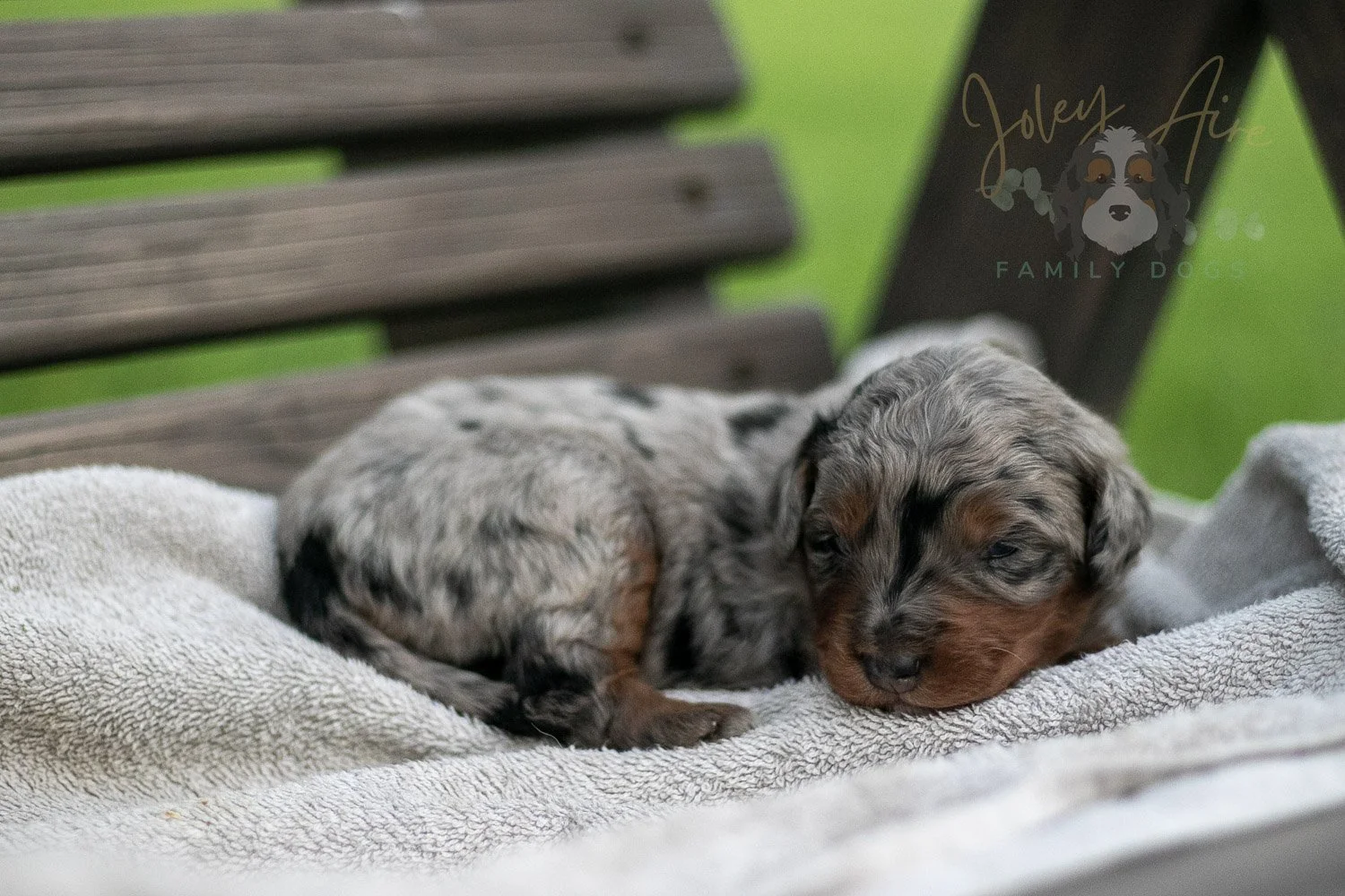 Marilla Cuthbert Bernedoodle Puppy-59.jpg