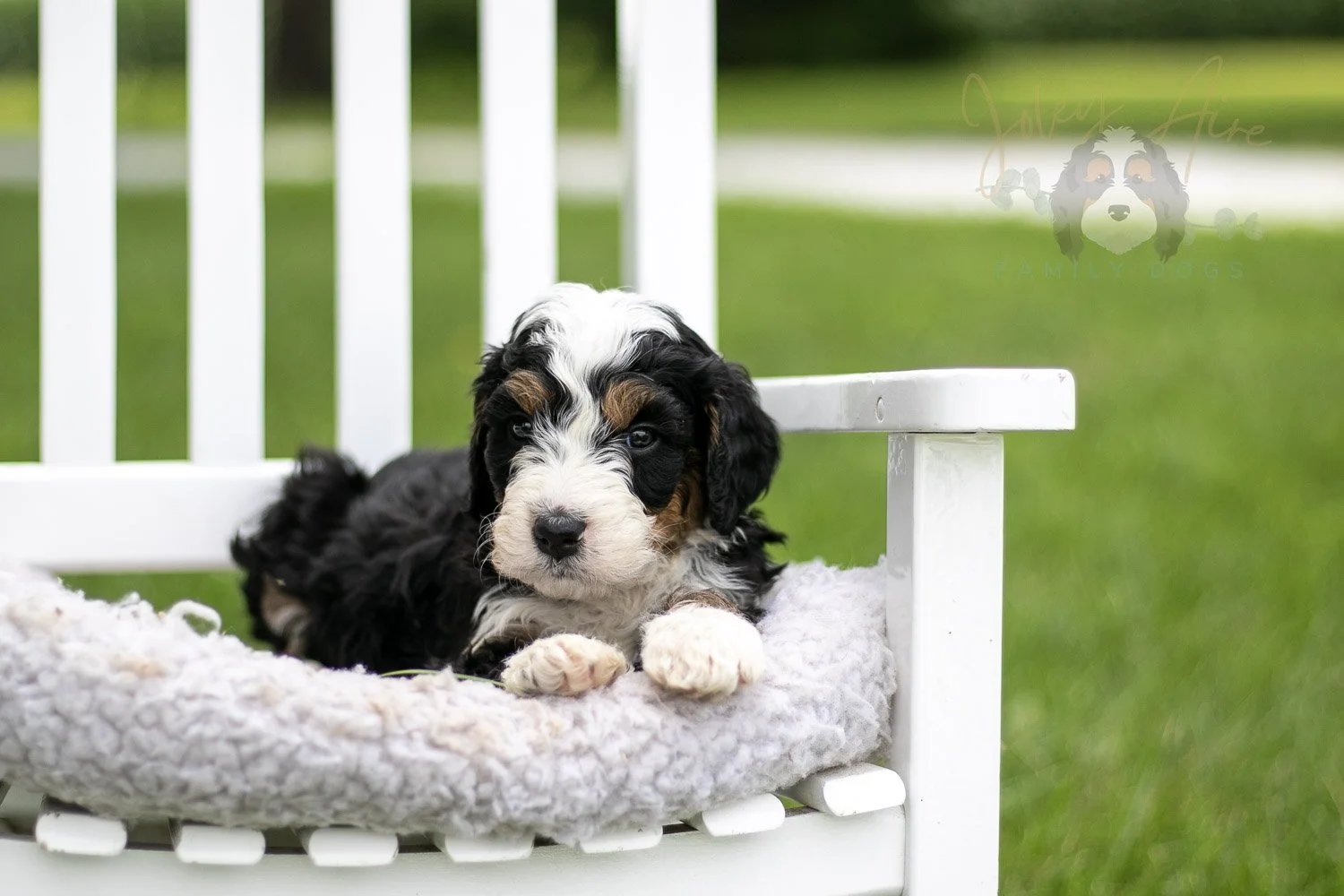 Yellowstone Bernedoodle Puppy-784.jpg