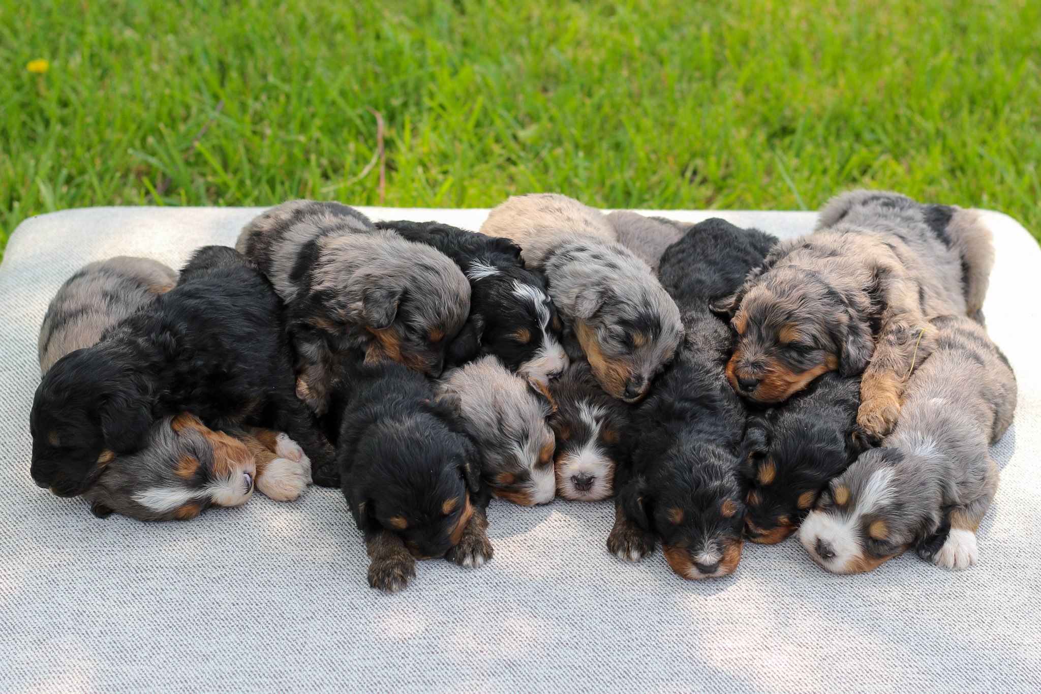 Whole Spice Litter Bernedoodle Puppies-3.jpg