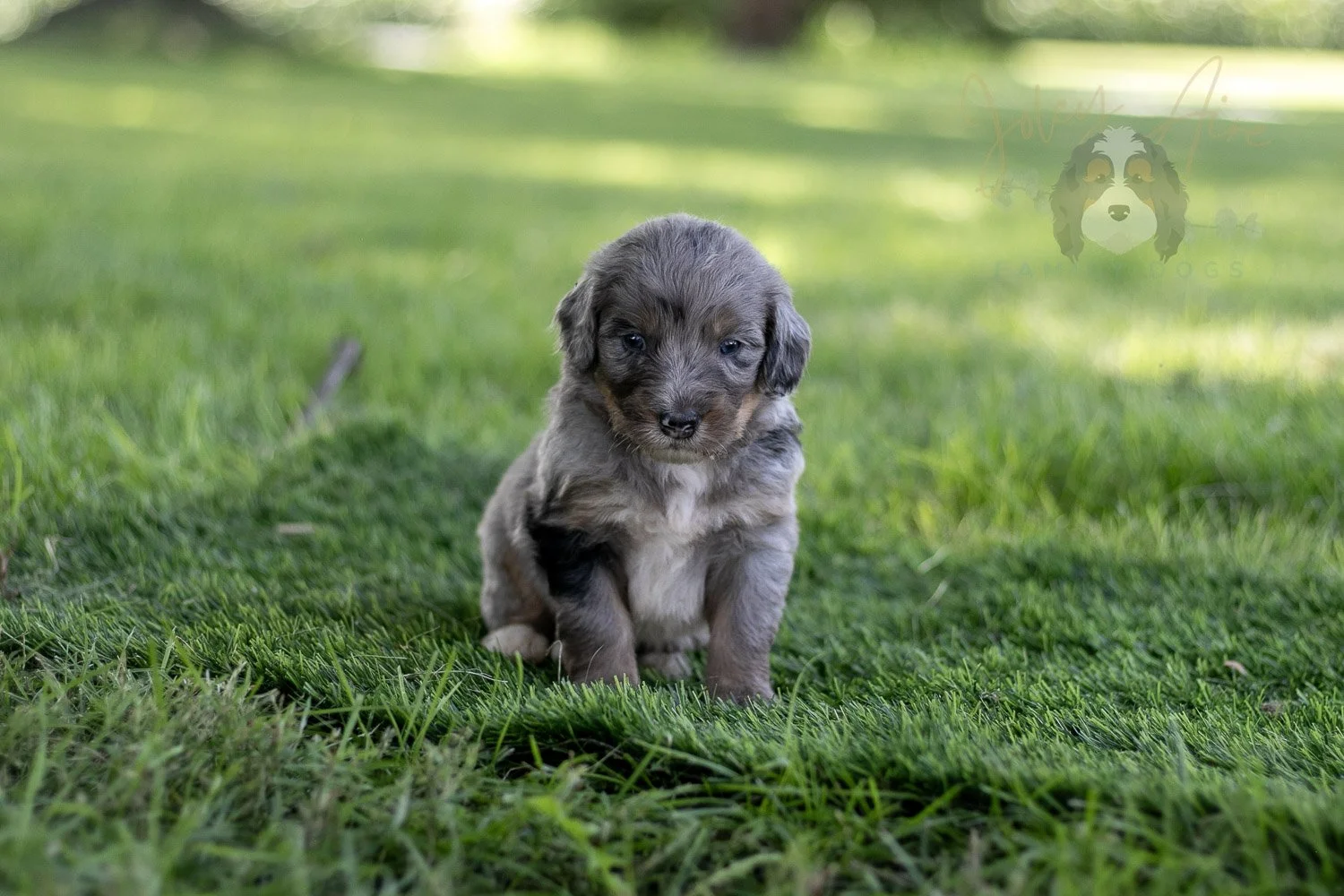Matthew Cuthbert Bernedoodle Puppy-600.jpg