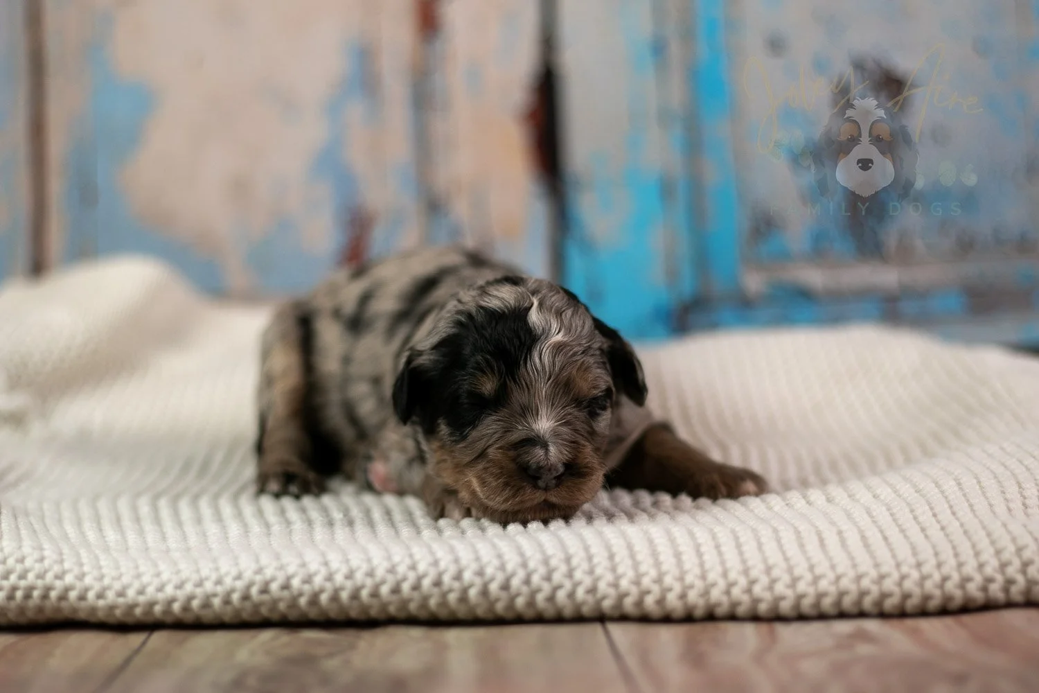 Frida Bernedoodle Puppy-191.jpg