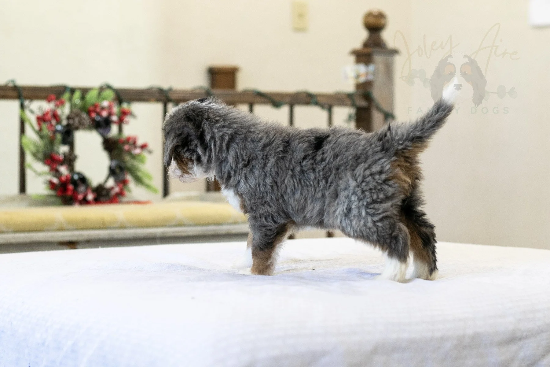 Fuji Bernedoodle Puppy-10.jpg