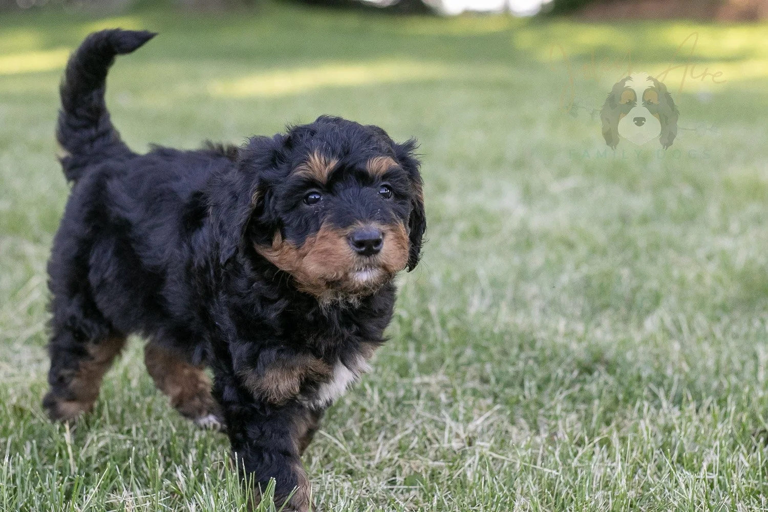 Banjo Bernedoodle Puppy-18.jpg