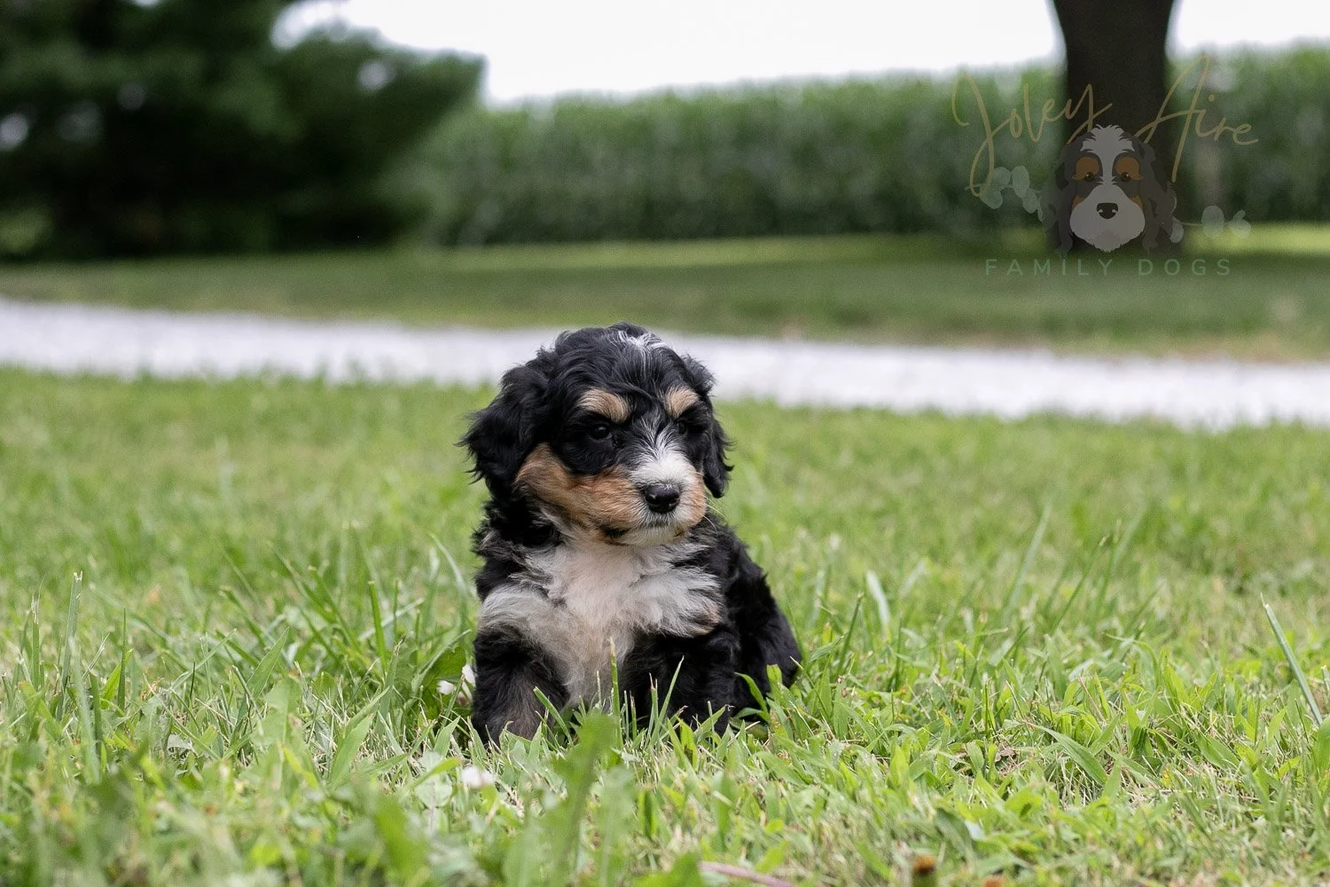 Walter Shirley  Bernedoodle Puppy-13.jpg