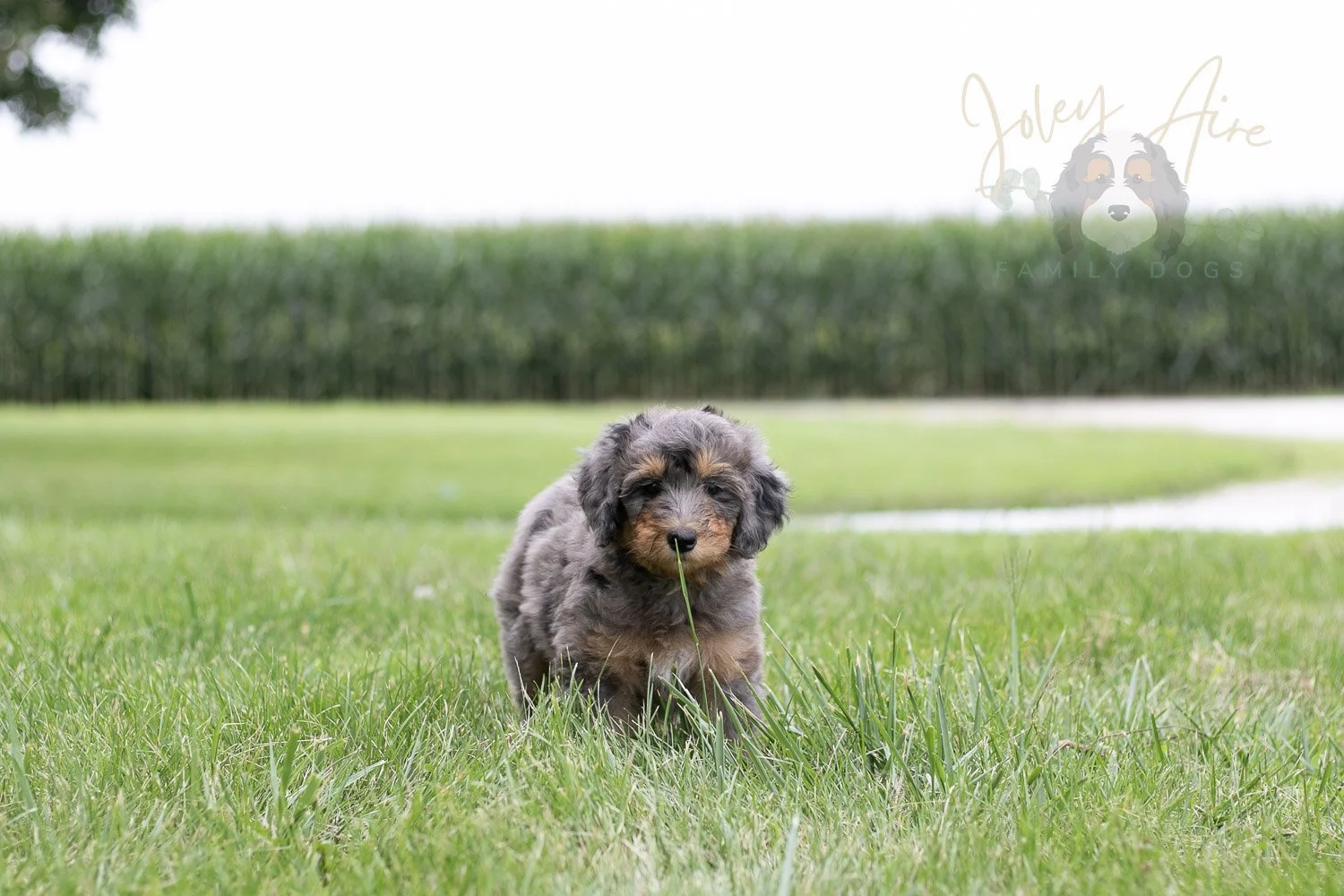 Josie Bernedoodle Puppy-30.jpg