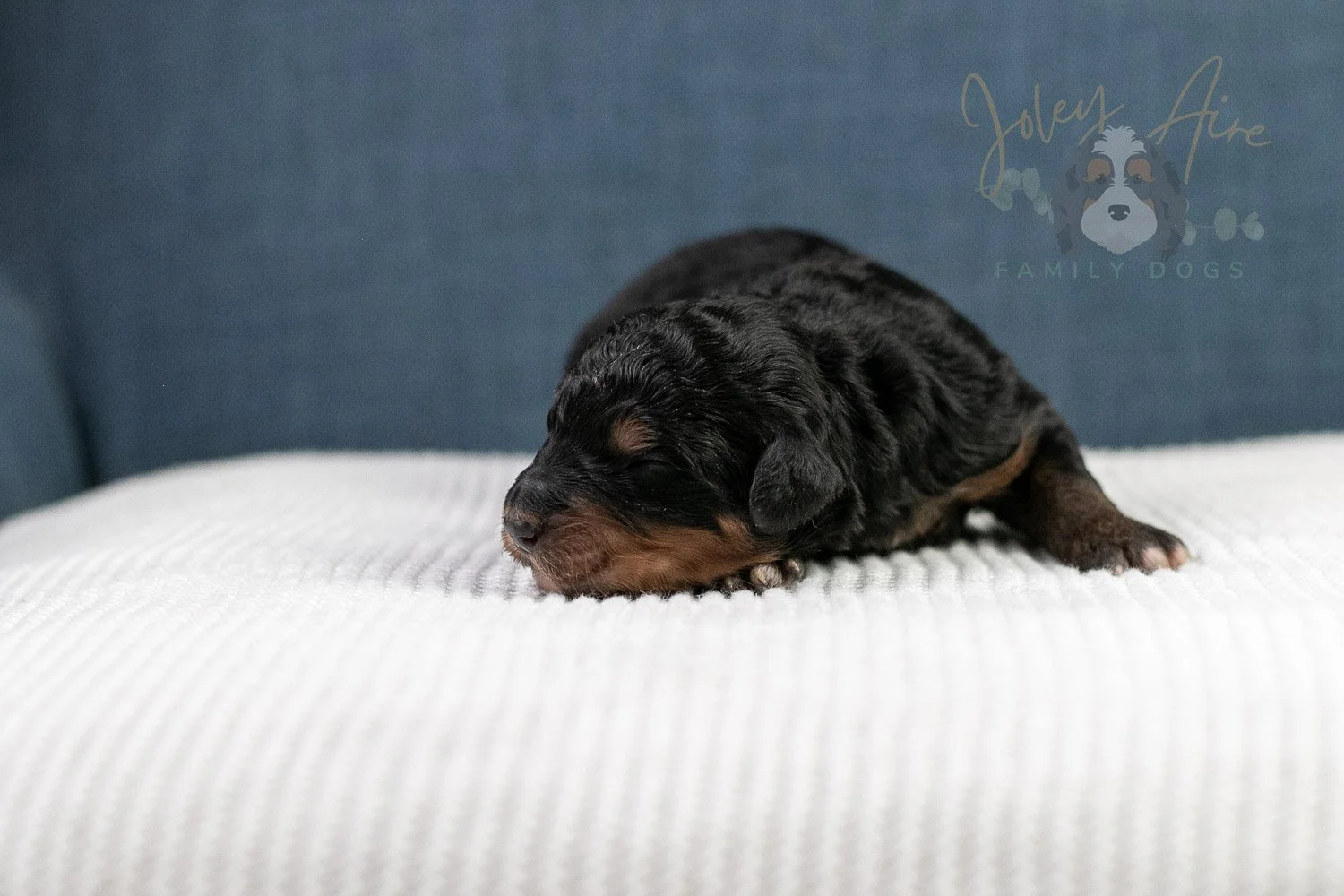 Asher Bernedoodle Puppy-85.jpg