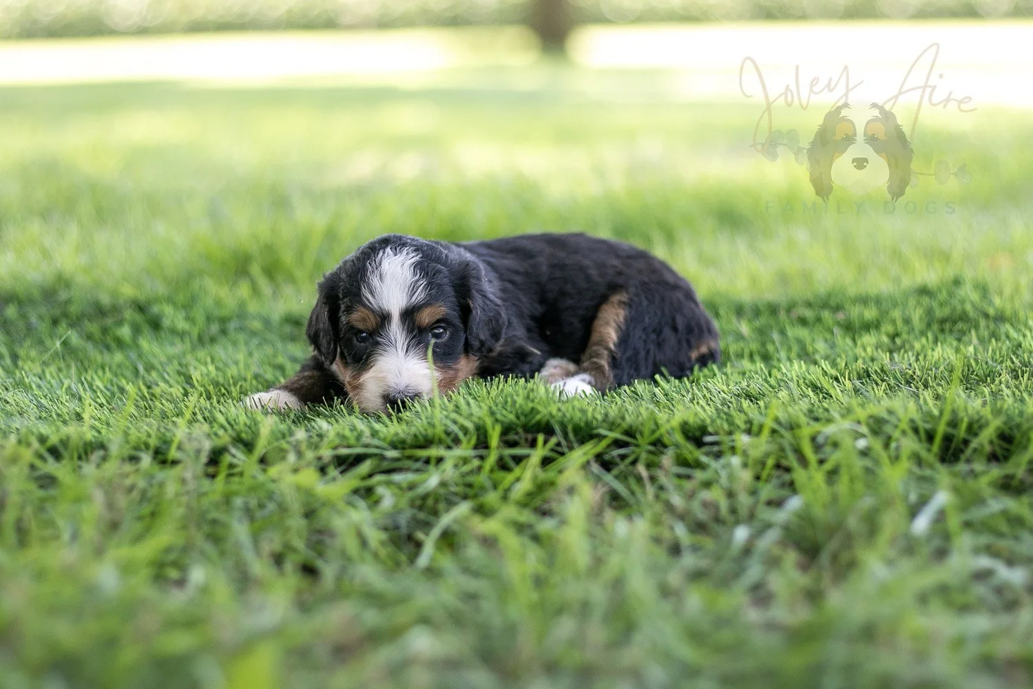 Diana Barry Bernedoodle Puppy-564.jpg