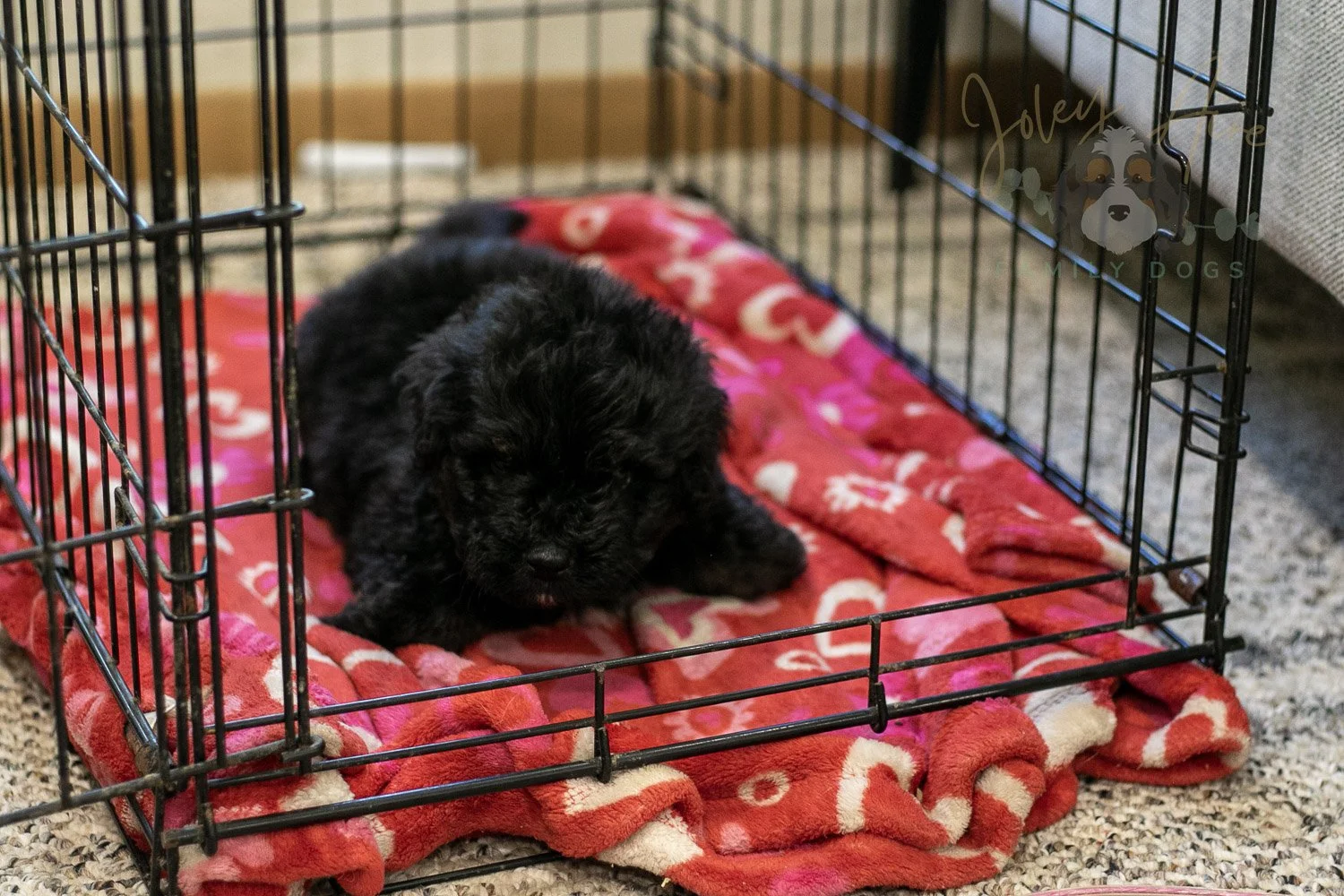 Andy Bernedoodle Puppy-287.jpg