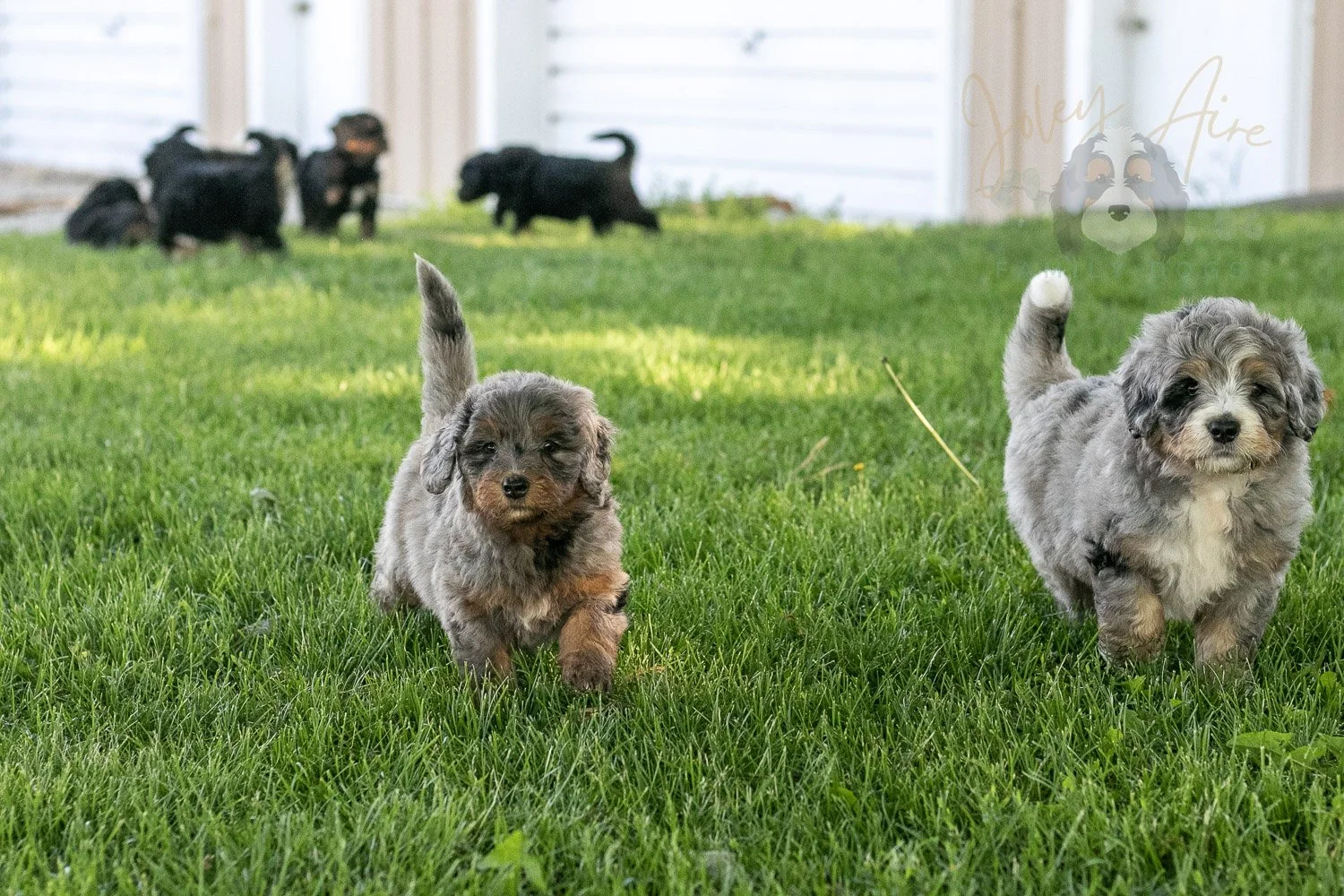 Flute Bernedoodle Puppy-13.jpg