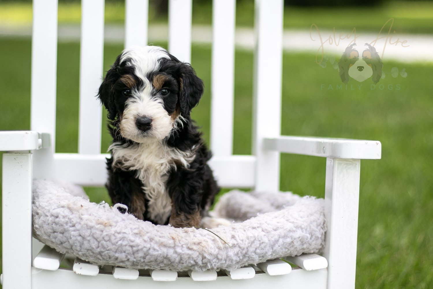 Yellowstone Bernedoodle Puppy-775.jpg