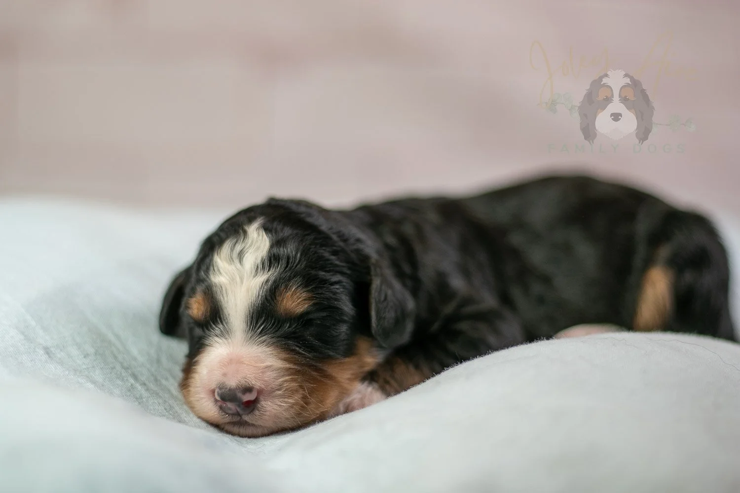 Diana Bernedoodle Puppy-52.jpg