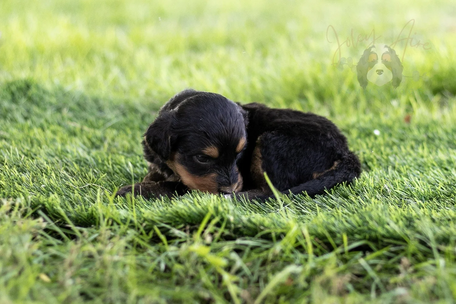 Mini Mae Bernedoodle Puppy-492.jpg