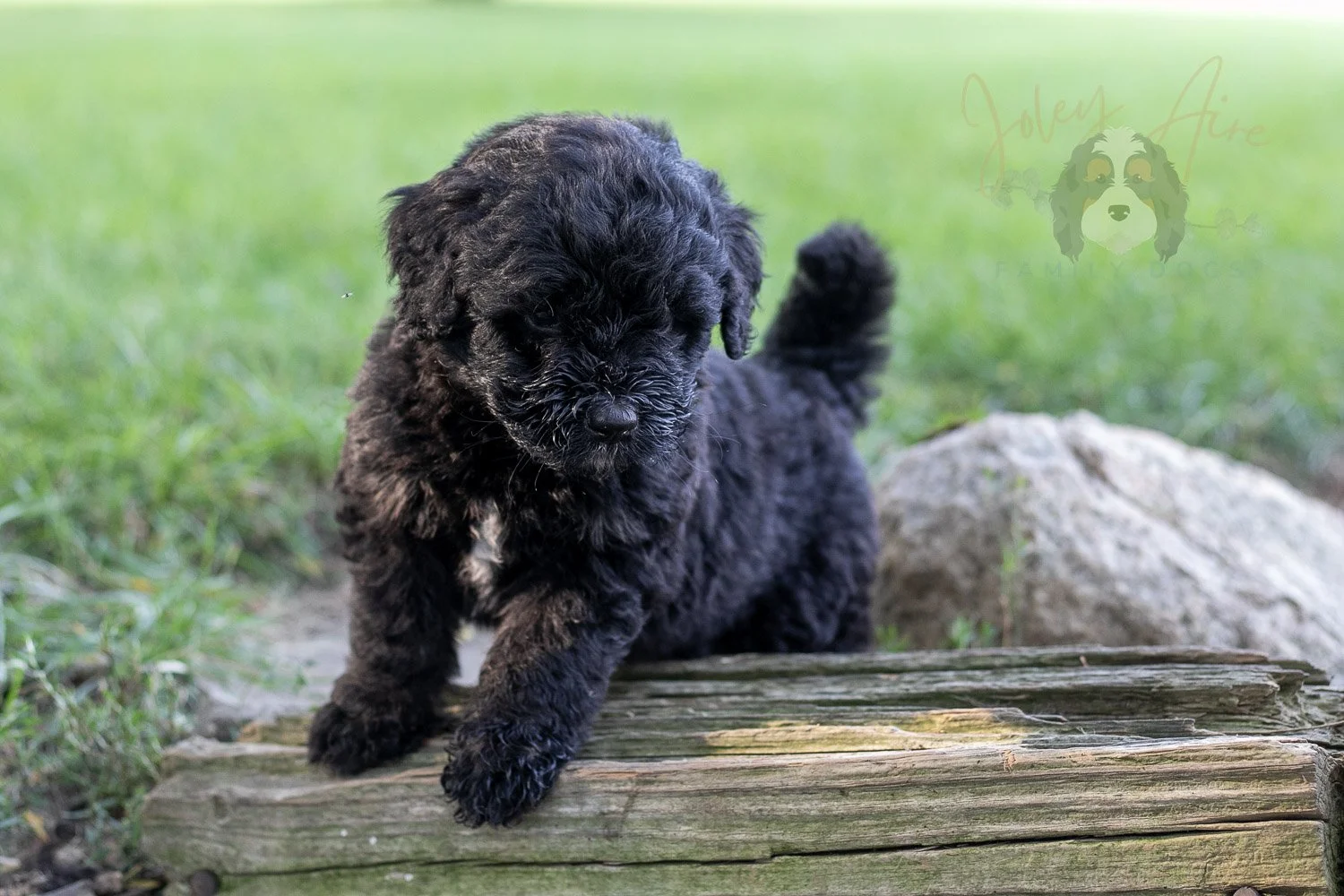 Claude Bernedoodle Puppy-120.jpg