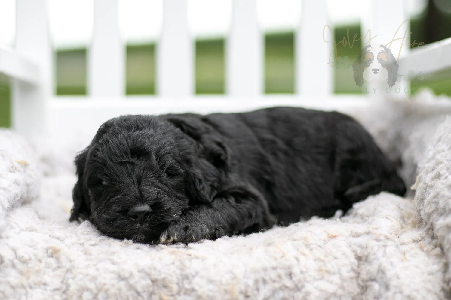 Claude Monet Bernedoodle Puppy-751.jpg