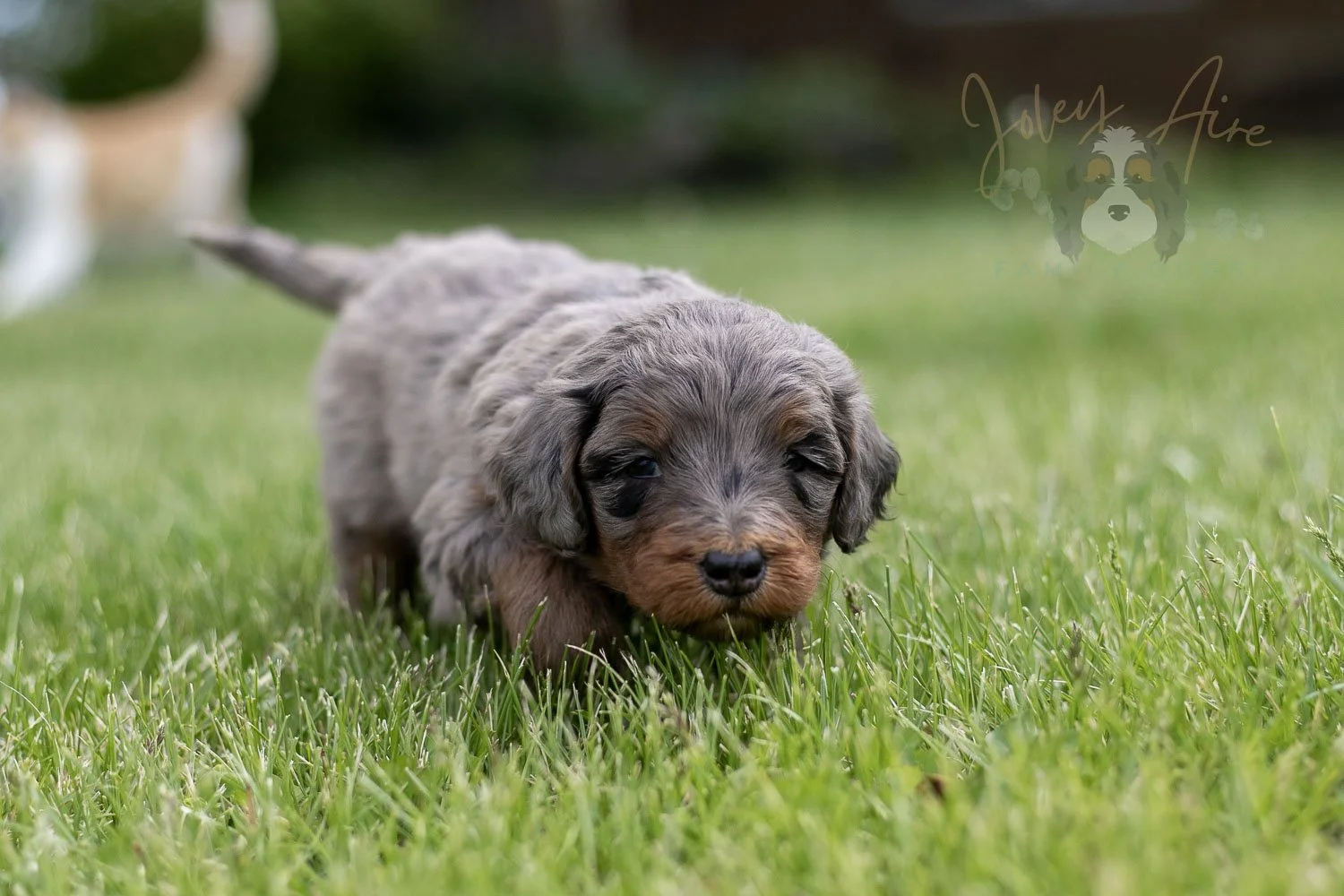 Flute Bernedoodle Puppy-34.jpg