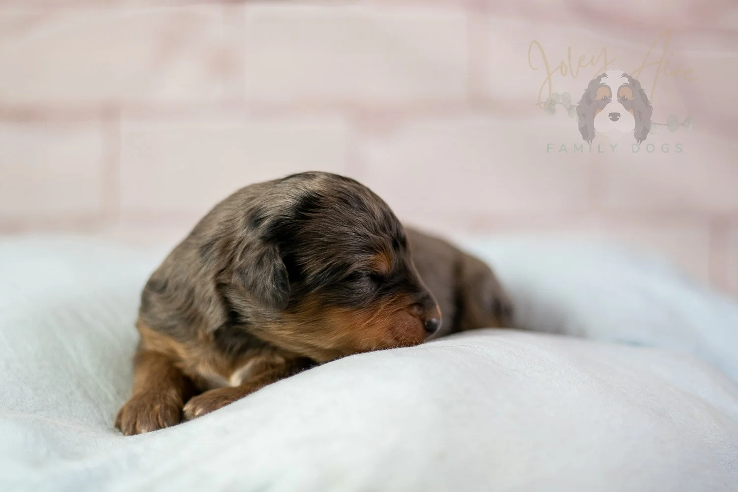Josie Pye Bernedoodle Puppy-60.jpg