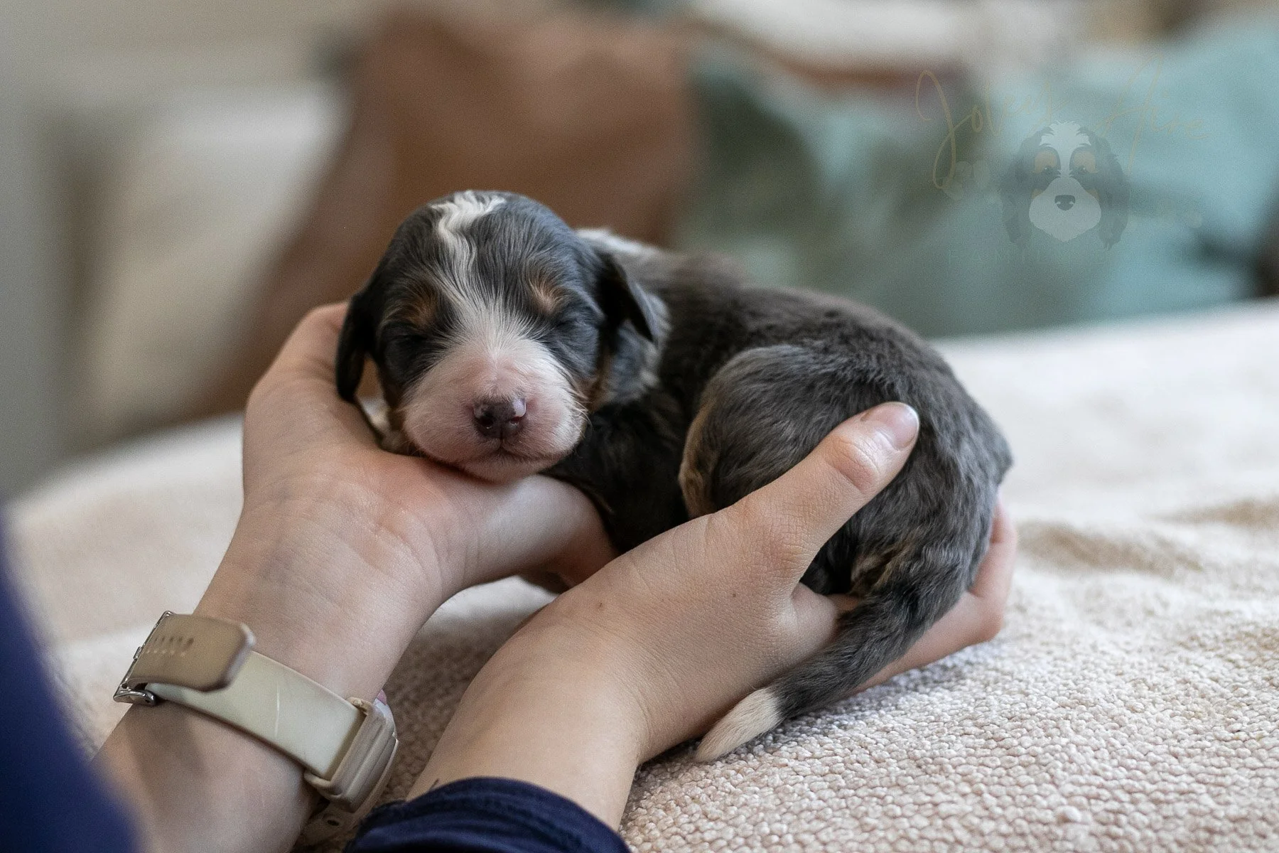 Nordic - Tri-color Merle Male Bernedoodle Puppy