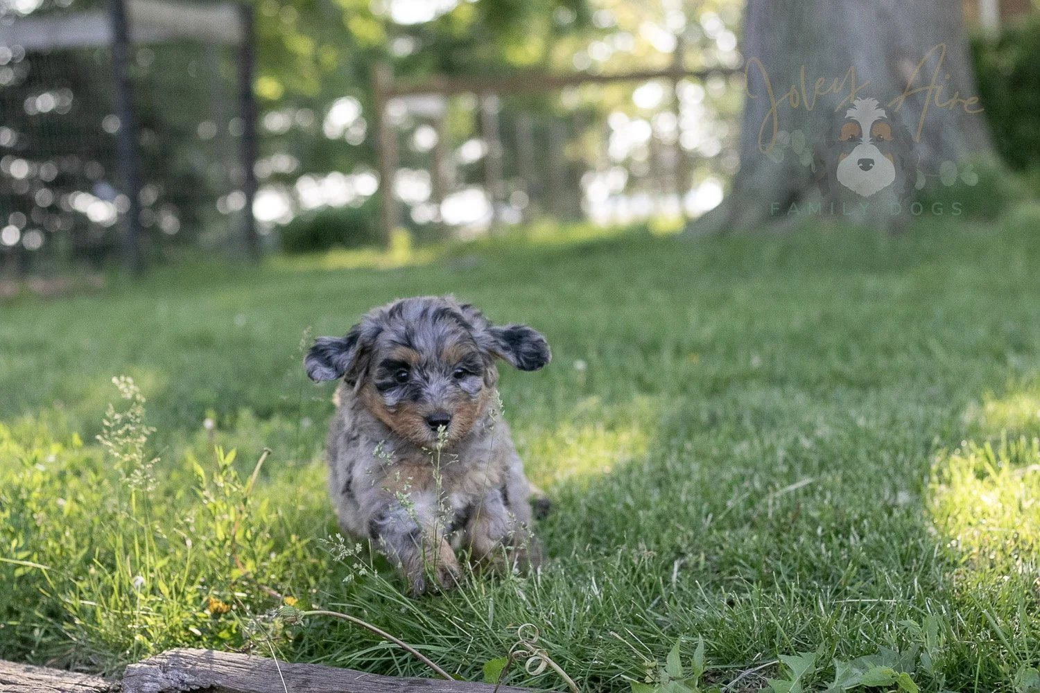 Ukulele Bernedoodle Puppy-23.jpg