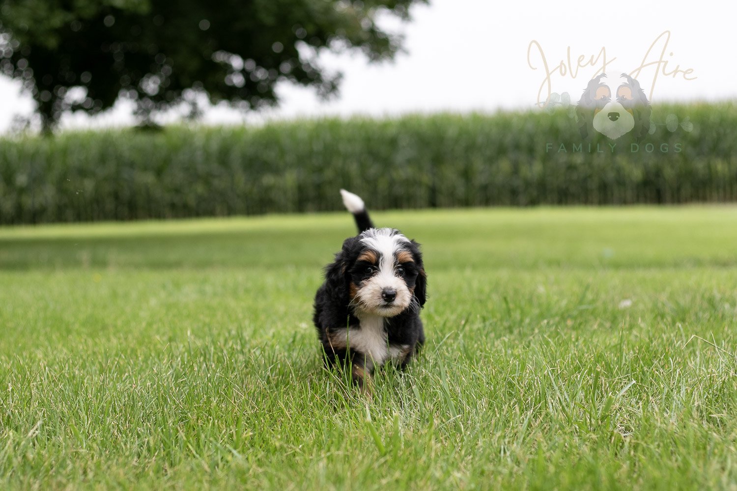 Anne Bernedoodle Puppy-32.jpg