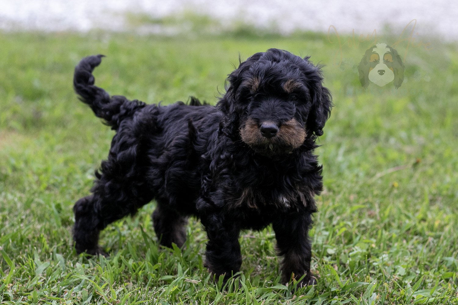 Bryce Bernedoodle Puppy-81.jpg