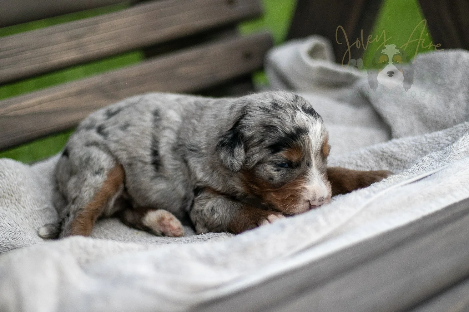 Rachel Lynde Bernedoodle Puppy-42.jpg