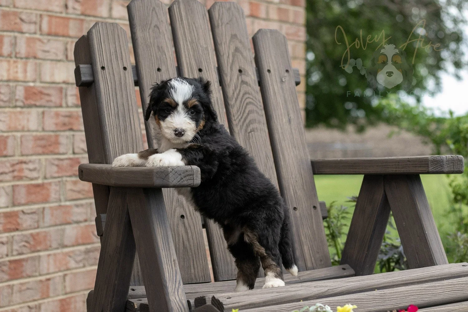 Harmonica Bernedoodle Puppy-17.jpg