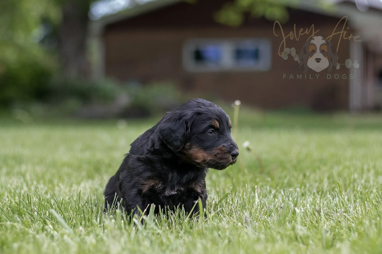 Piano Bernedoodle Puppy-17.jpg