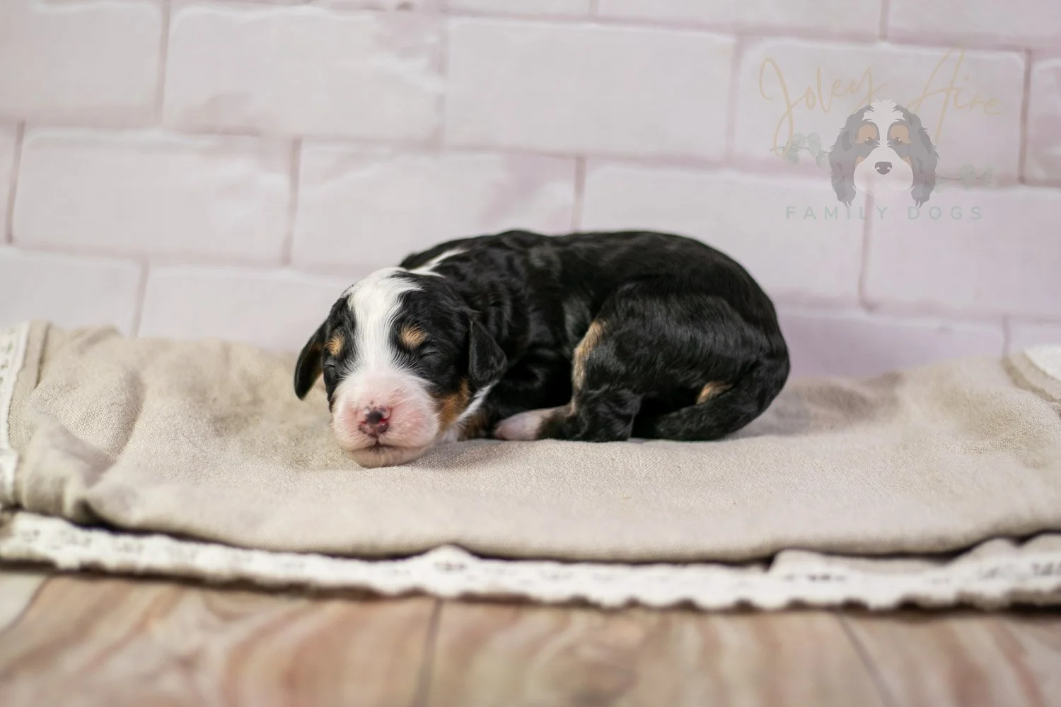Yellowstone Bernedoodle Puppy-203.jpg