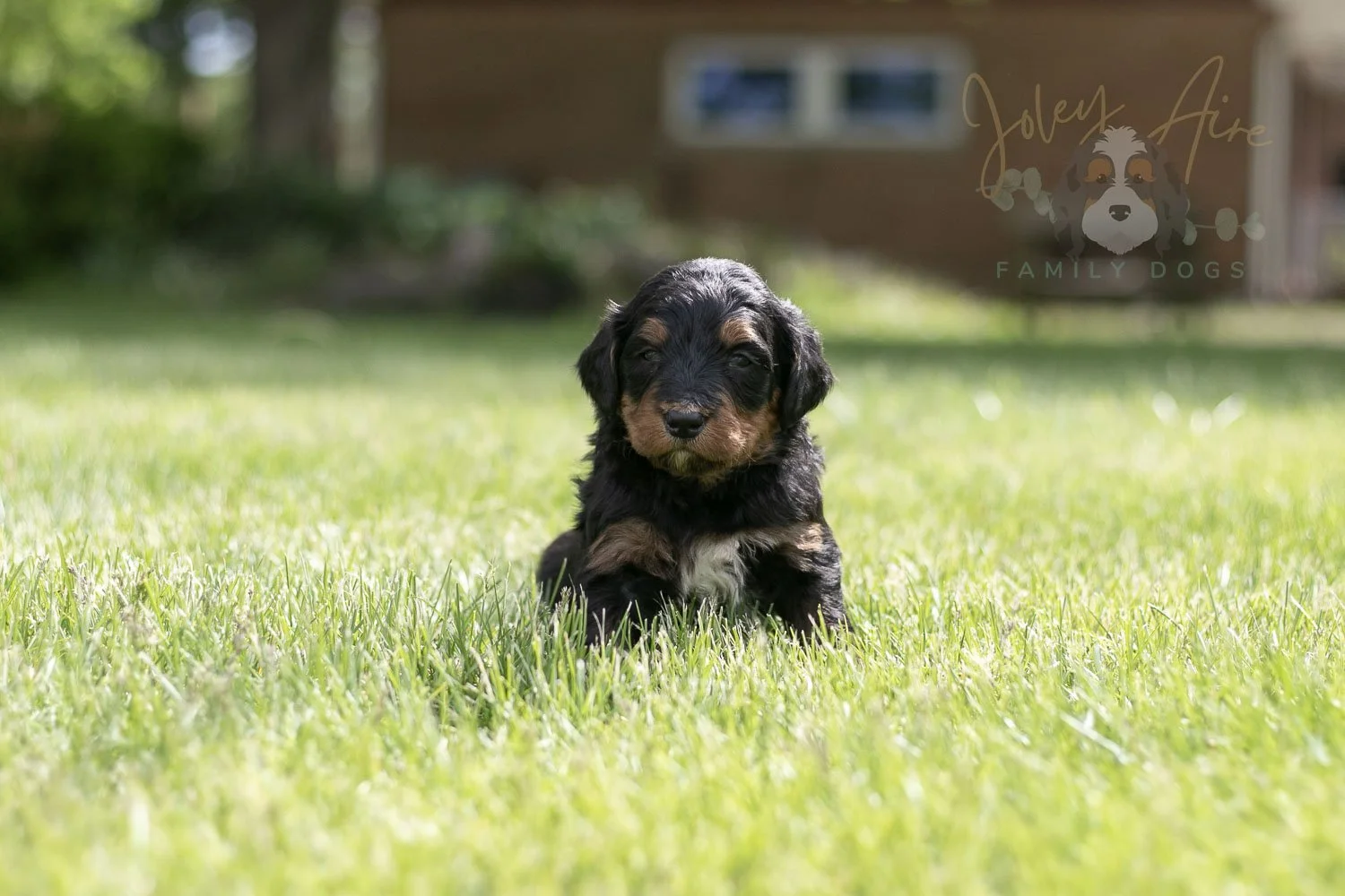 Banjo Bernedoodle Puppy-35.jpg