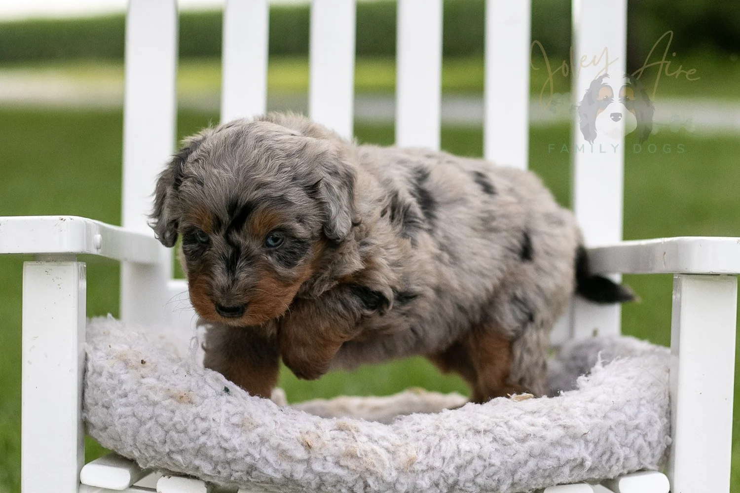 Marrila Cuthbert Bernedoodle Puppy-944.jpg