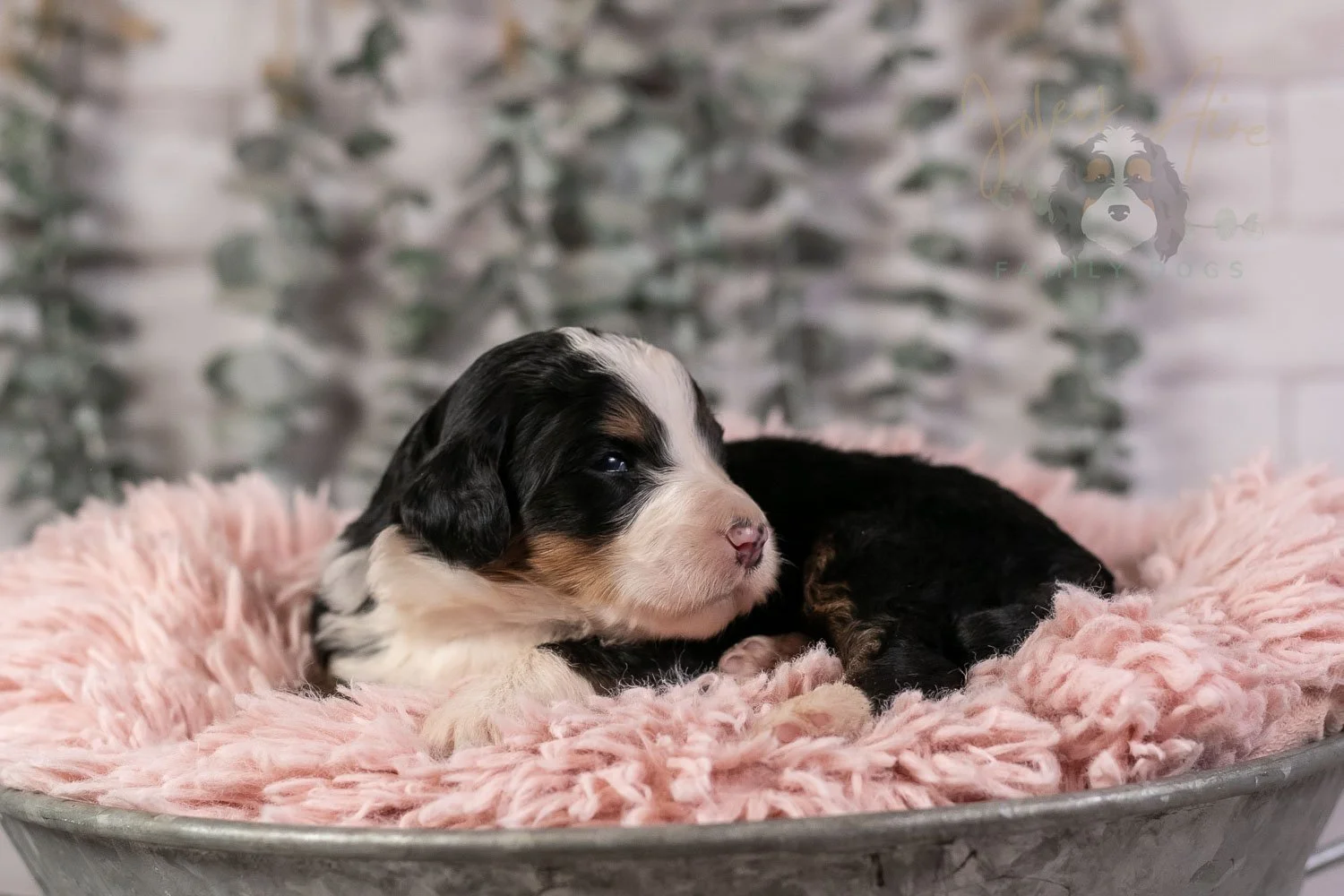 Harmonica Bernedoodle Puppy-22.jpg