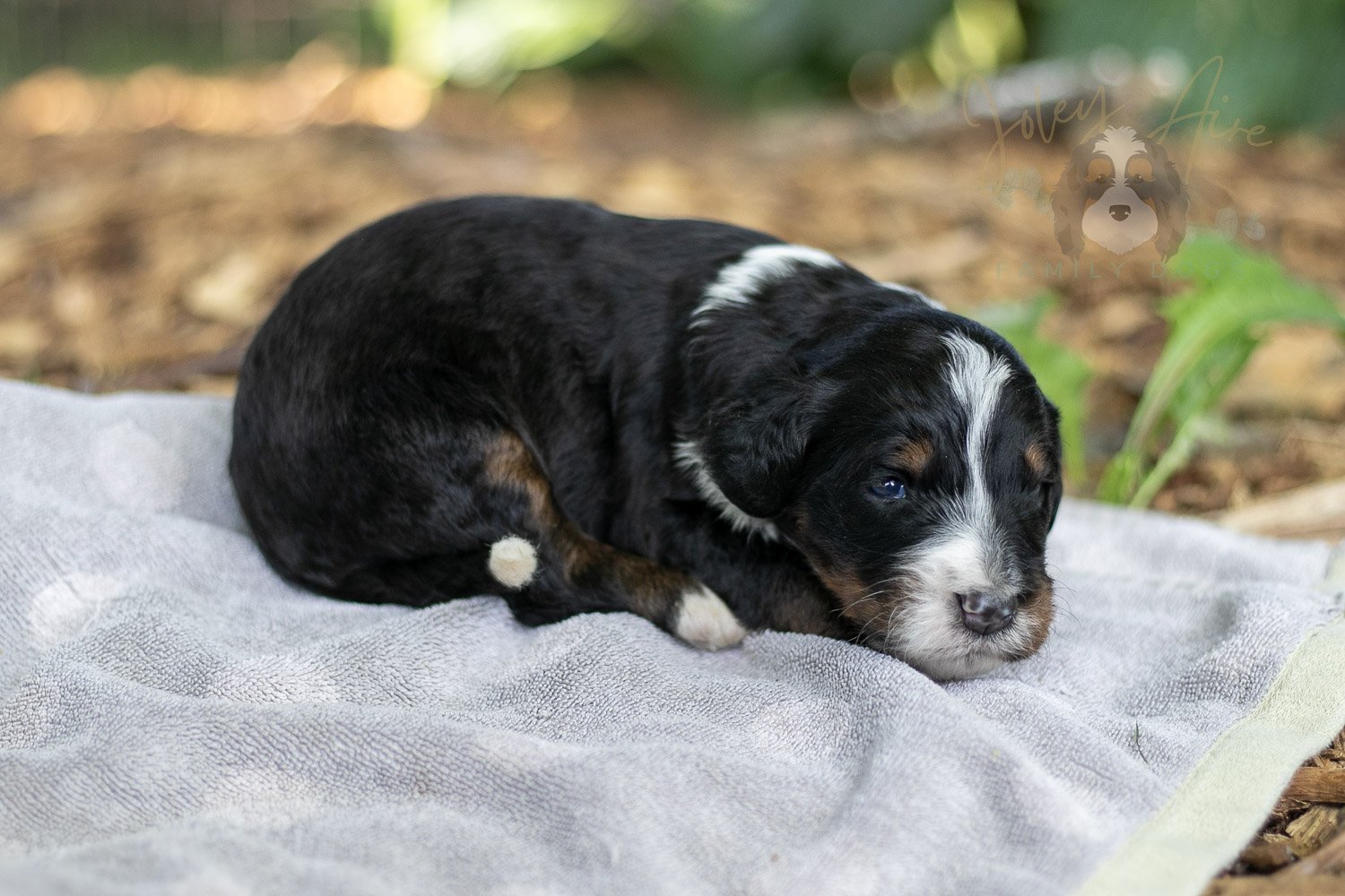 Yosemite Bernedoodle Puppy-132.jpg
