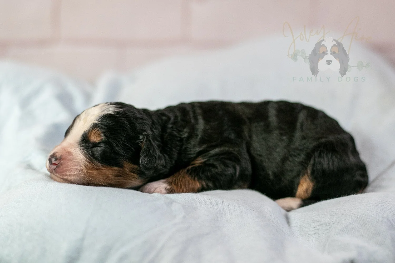 Anne Shirley Bernedoodle Puppy-26.jpg