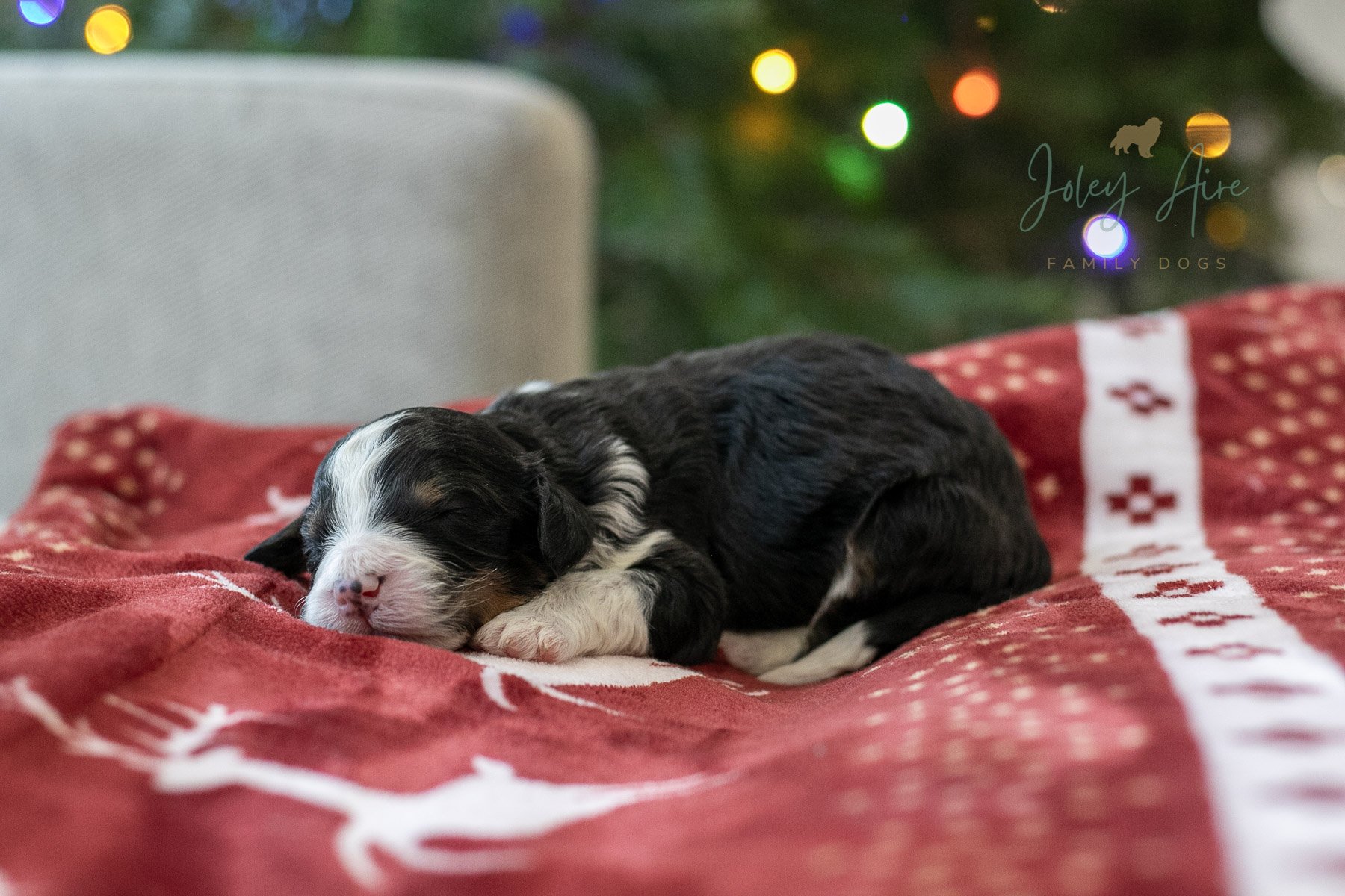 Belle | Tri-Color Female F1 Bernedoodle Puppy in Illinois