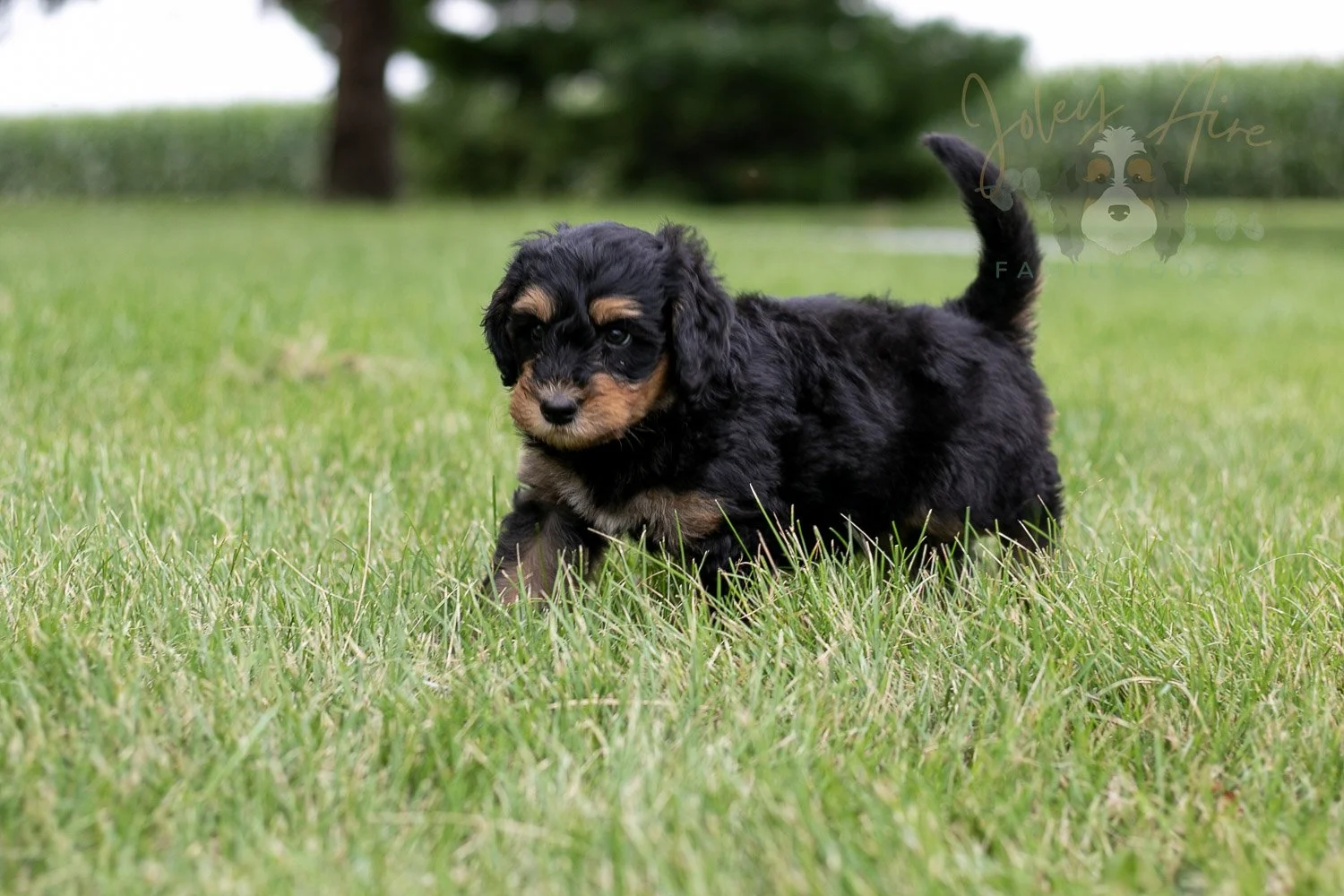 Mini Mae Bernedoodle Puppy-09.jpg