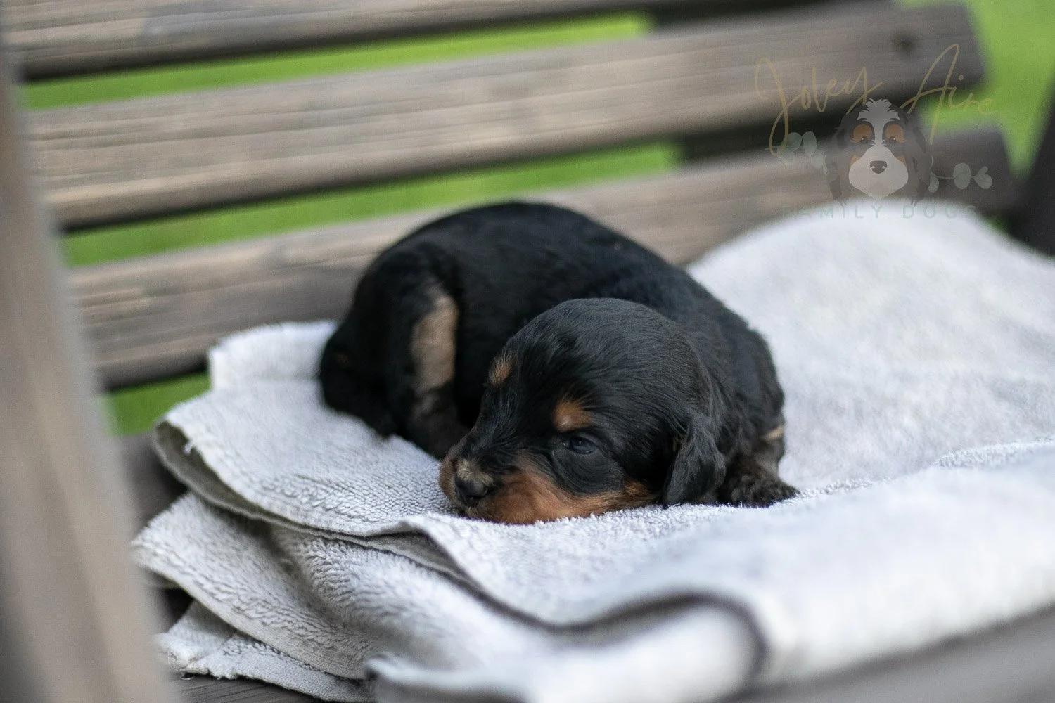 Mini Mae Bernedoodle Puppy-09.jpg