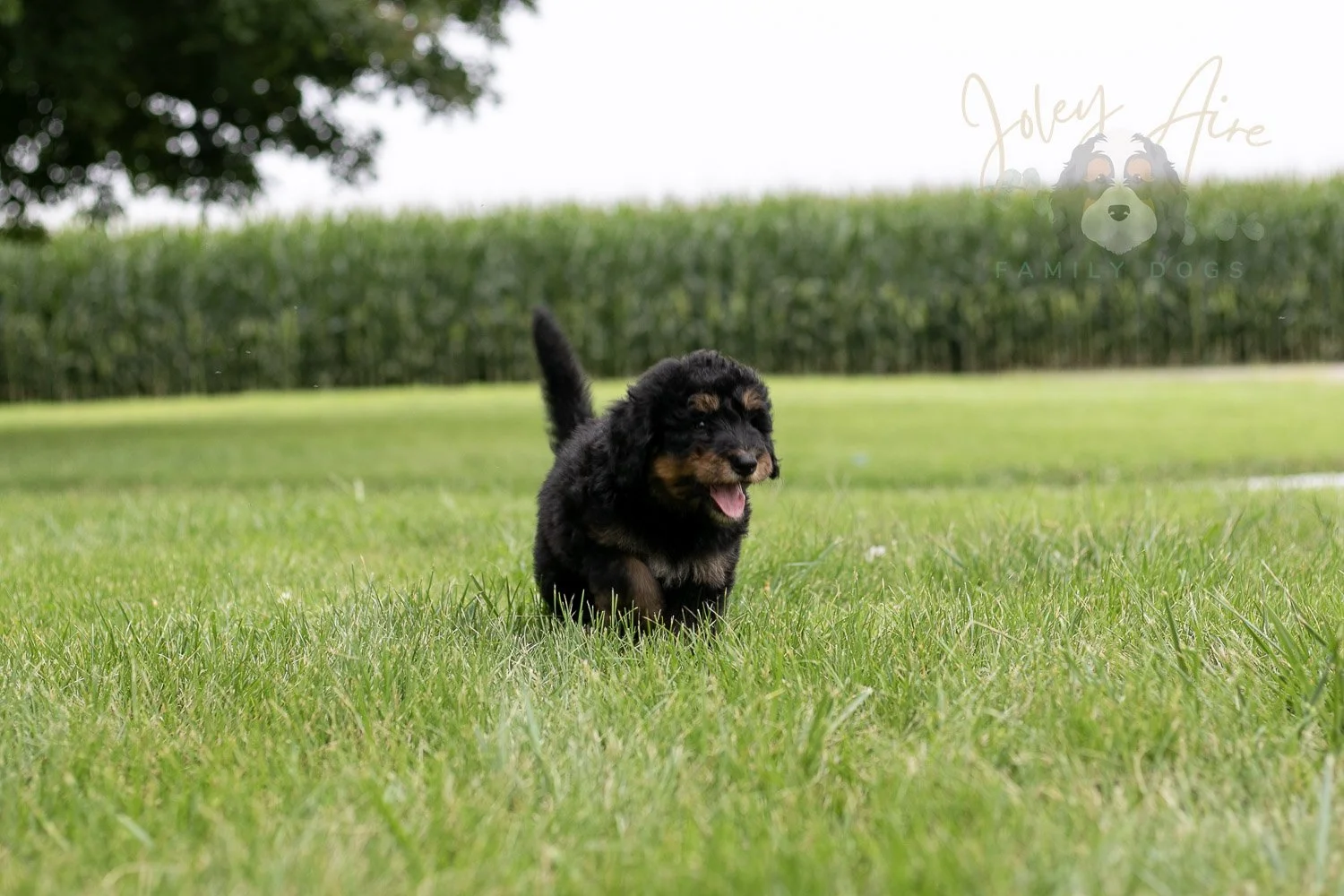Gilbert Bernedoodle Puppy-41.jpg