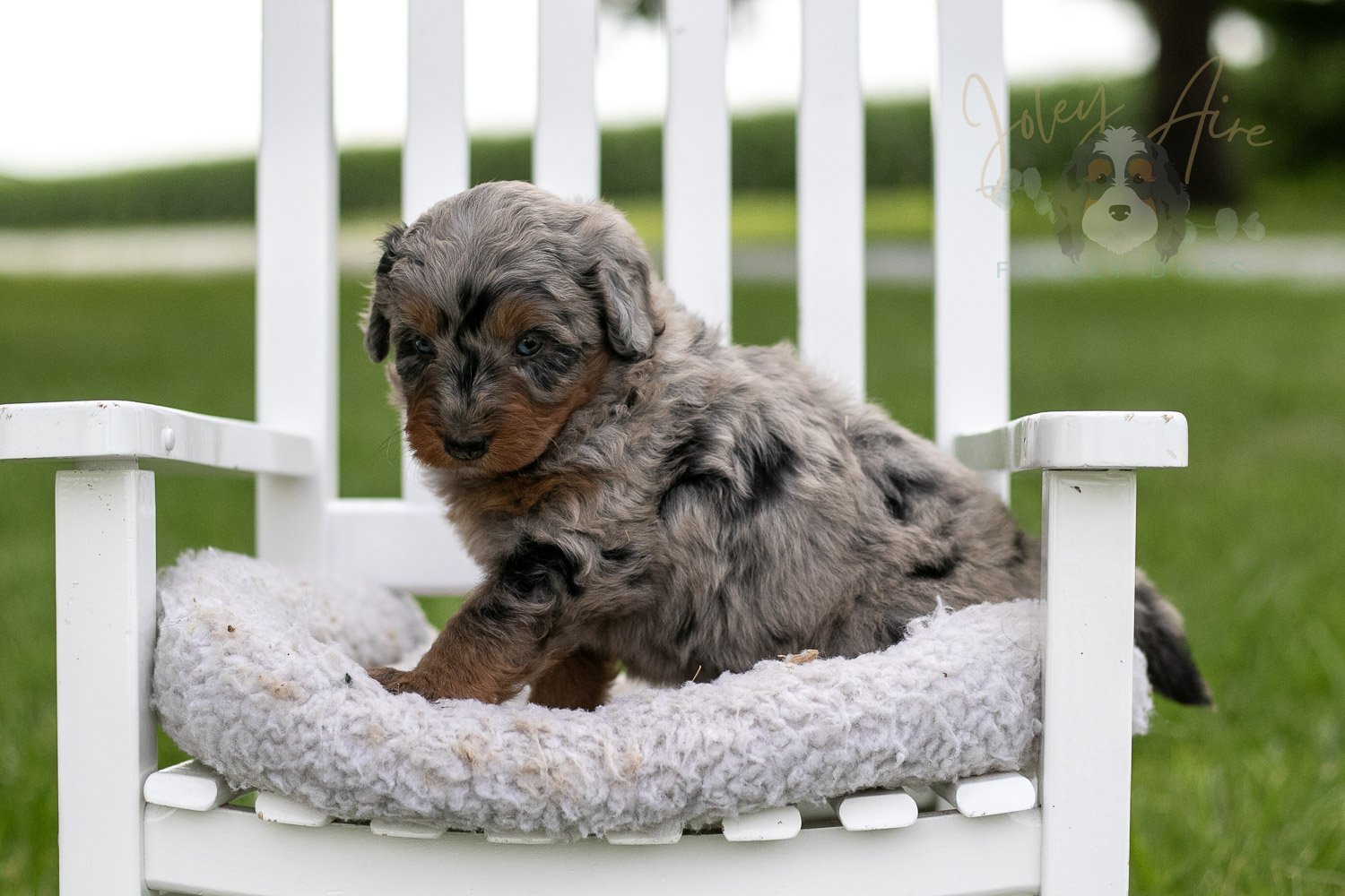 Marrila Cuthbert Bernedoodle Puppy-953.jpg