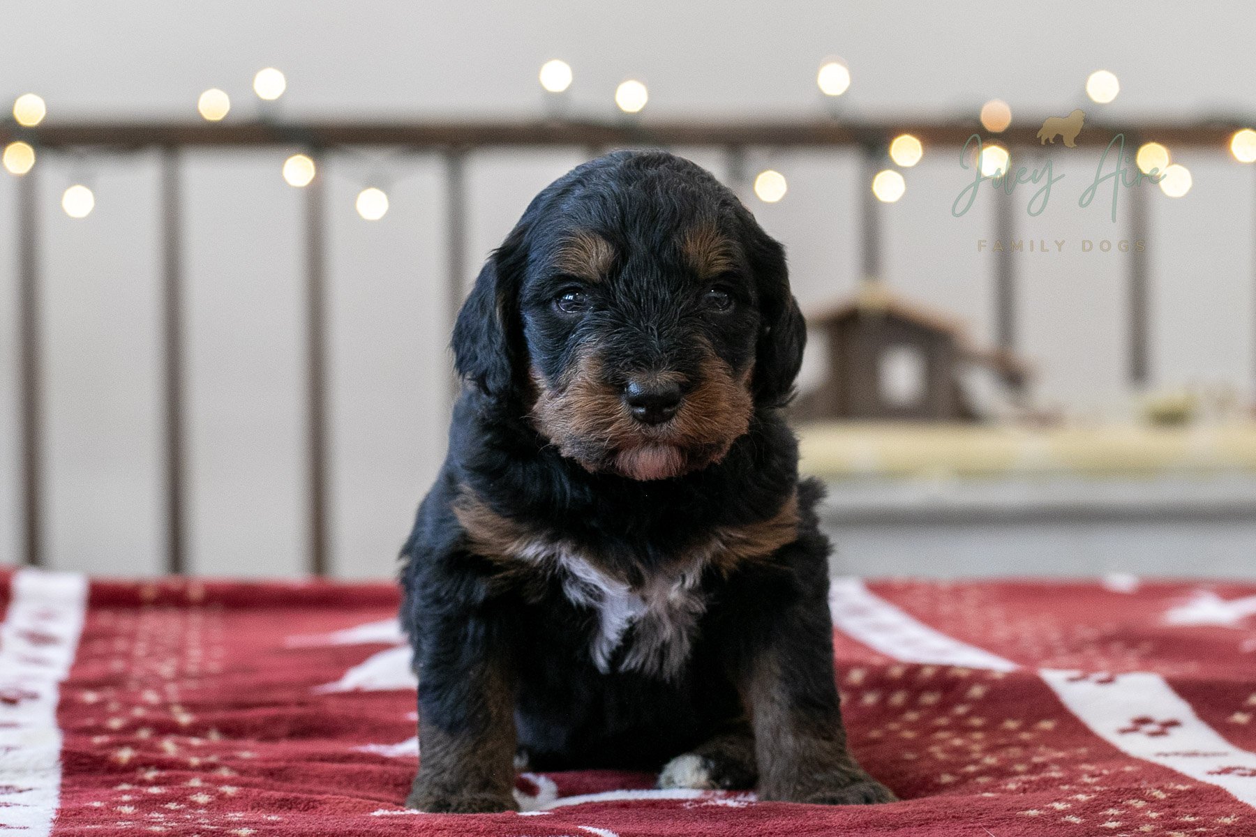 Kilimanjaro - Phantom Bernedoodle Puppy