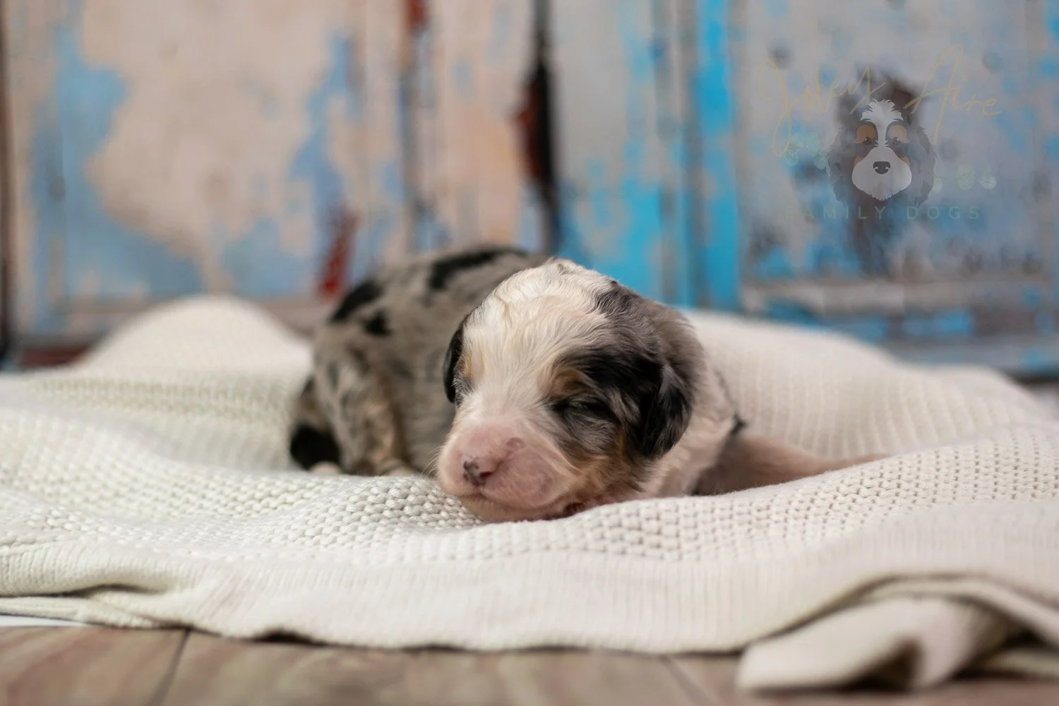 Pablo Picasso Bernedoodle Puppy-232.jpg