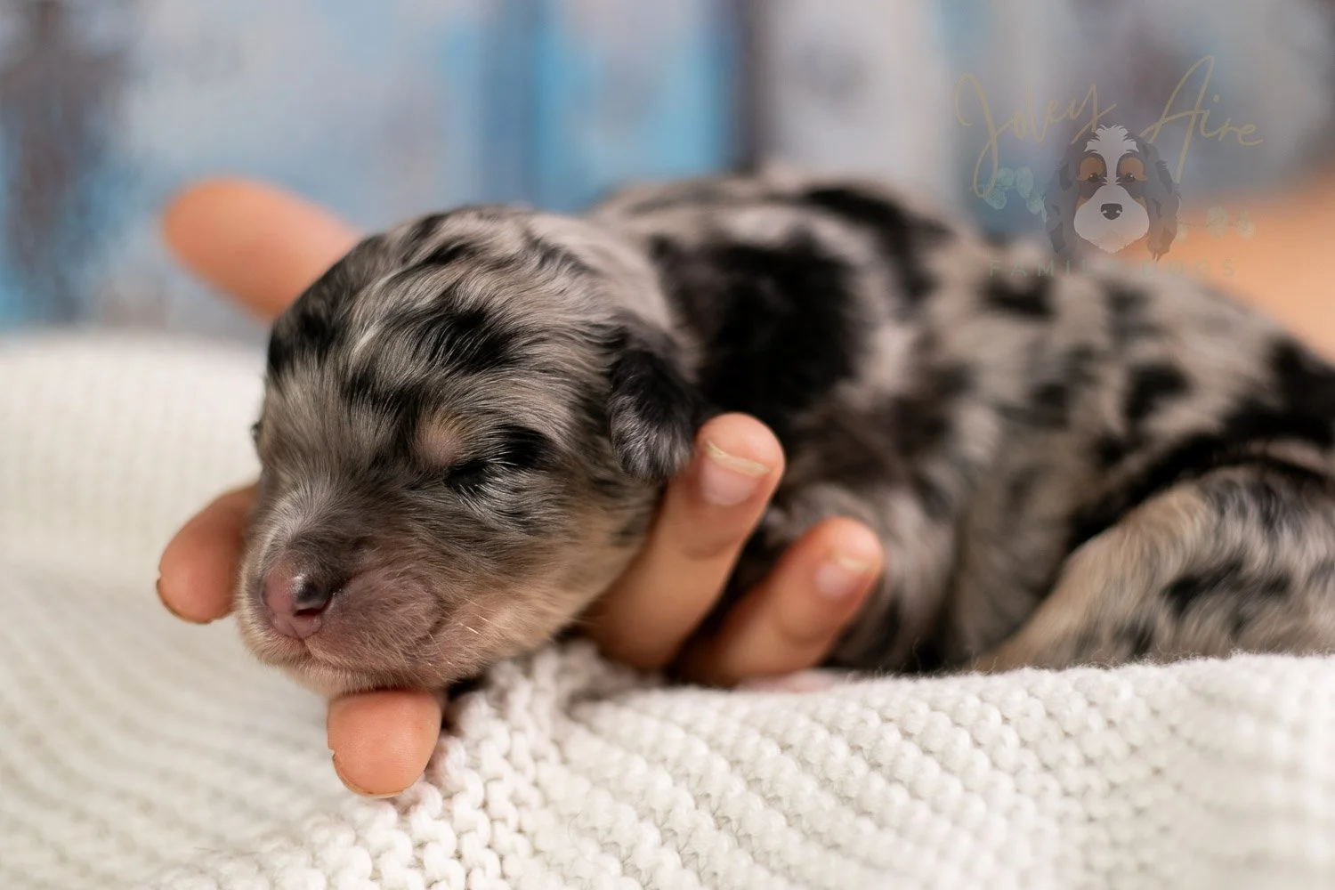 Mary Cassatt Bernedoodle Puppy-097.jpg