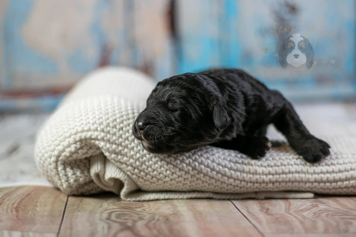 Claude Monet Bernedoodle Puppy-04.jpg