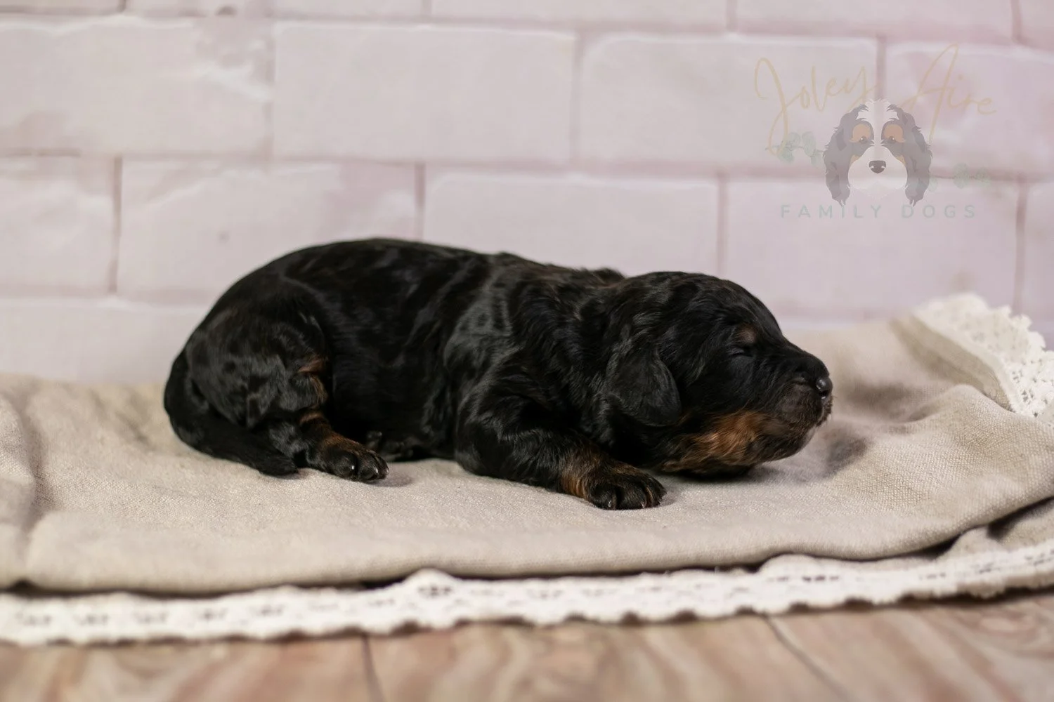Acadia Bernedoodle Puppy-137.jpg
