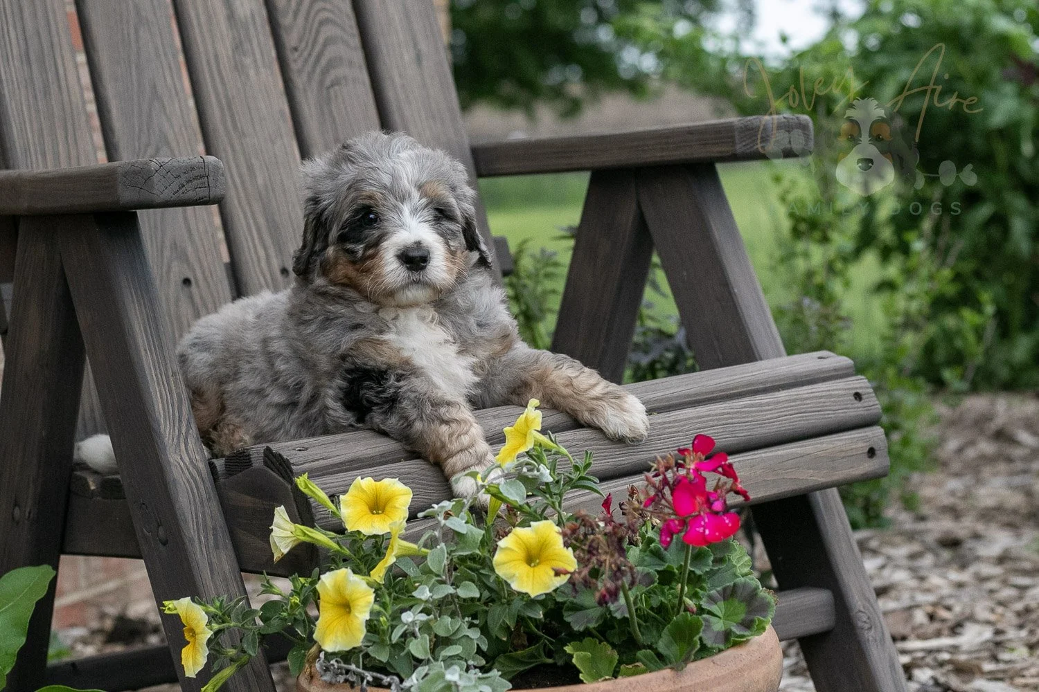 Drum Bernedoodle Puppy-8.jpg