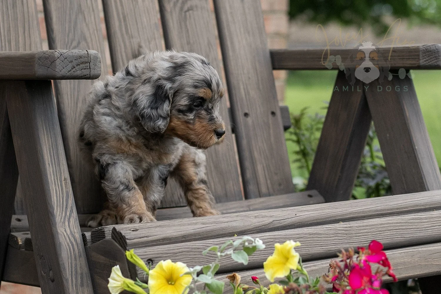 Ukulele Bernedoodle Puppy-7.jpg