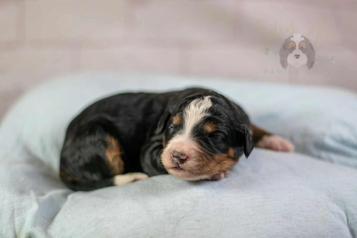 Diana Bernedoodle Puppy-44.jpg