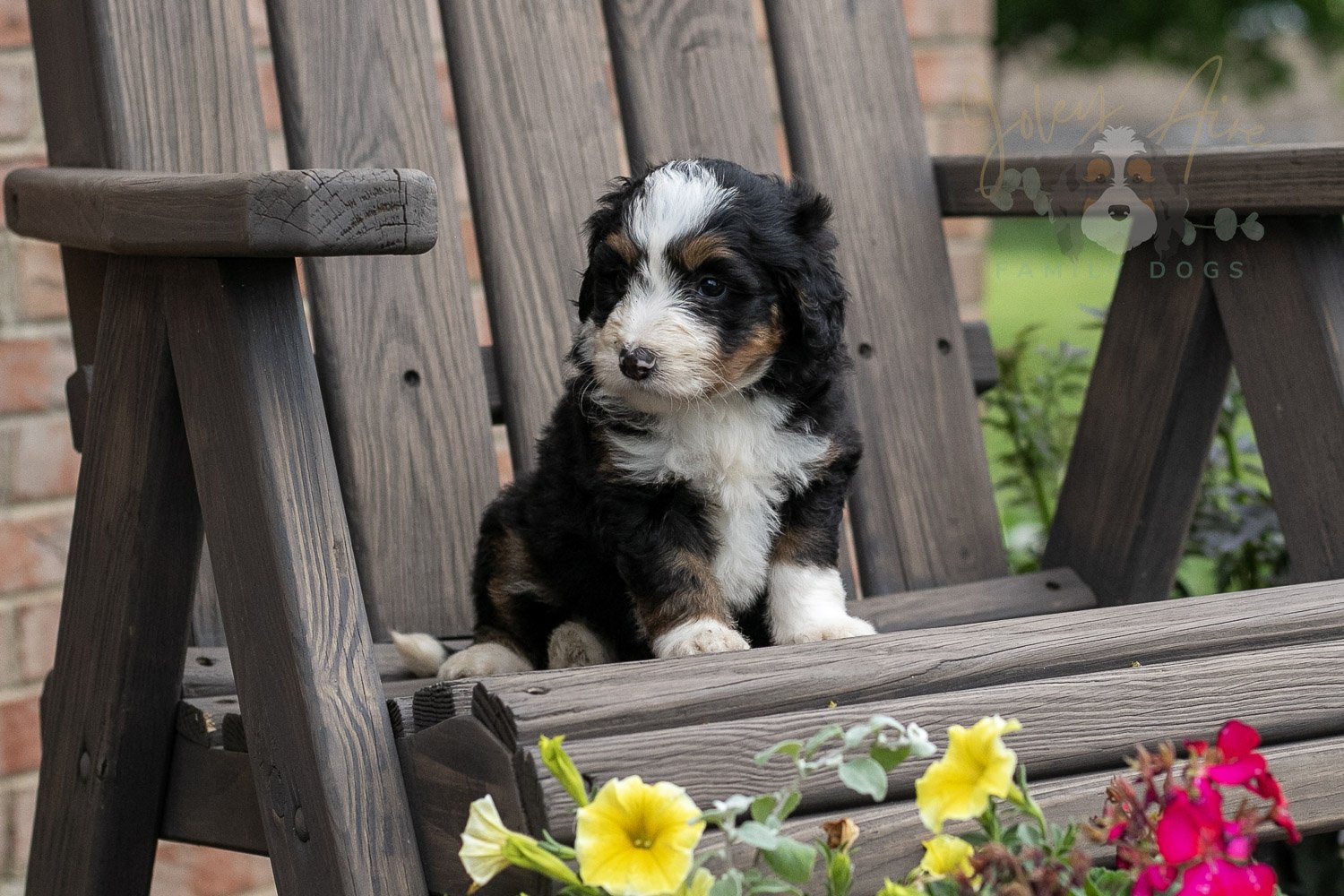 Harmonica Bernedoodle Puppy-5.jpg