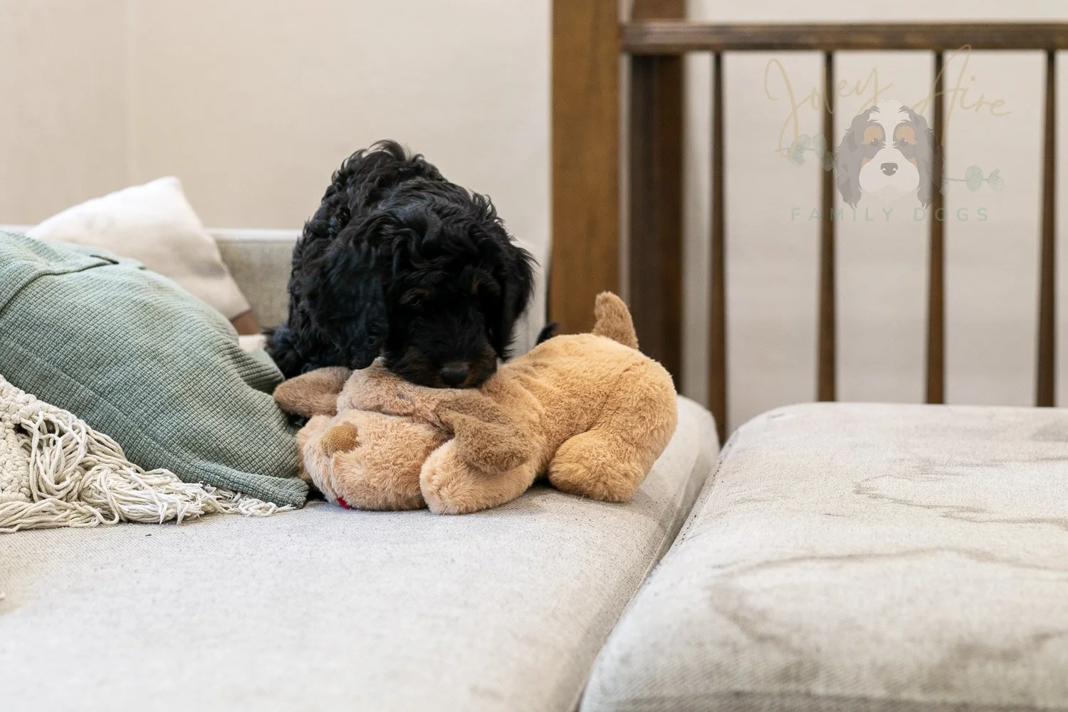 Denali Bernedoodle Puppy-558.jpg