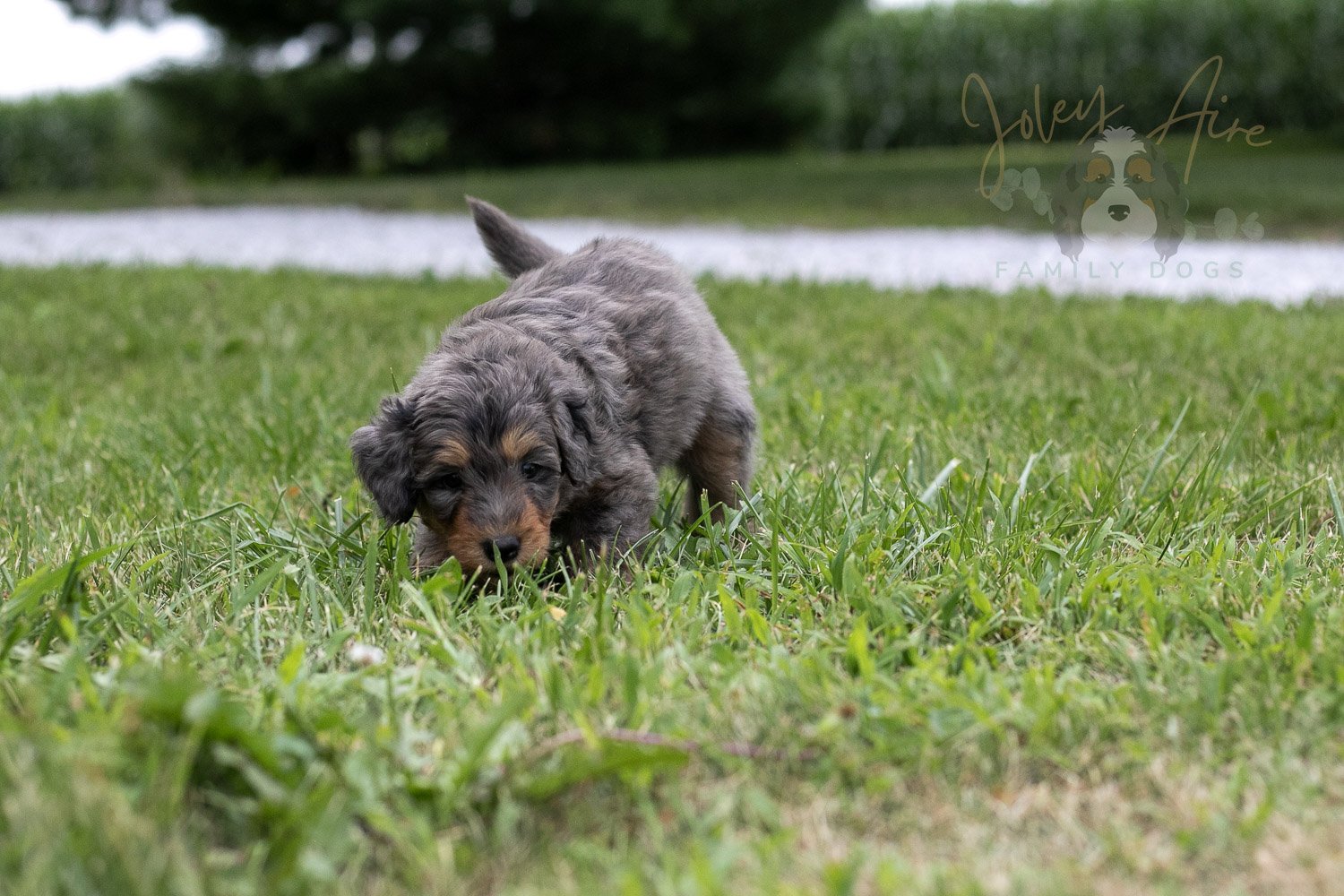 Josie Pye Bernedoodle Puppy-73.jpg